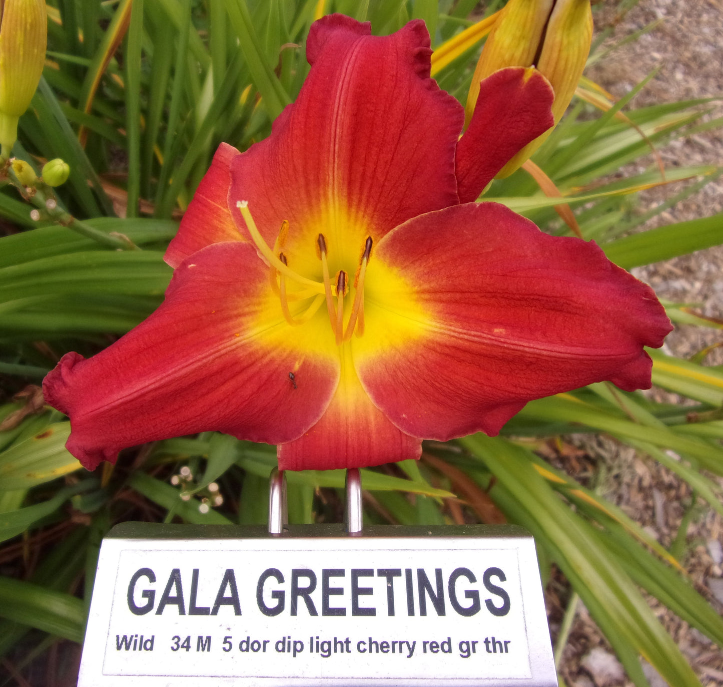 GALA GREETINGS
