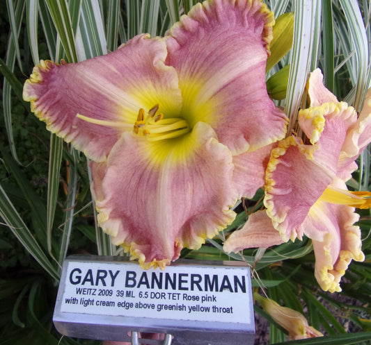 GARY BANNERMAN