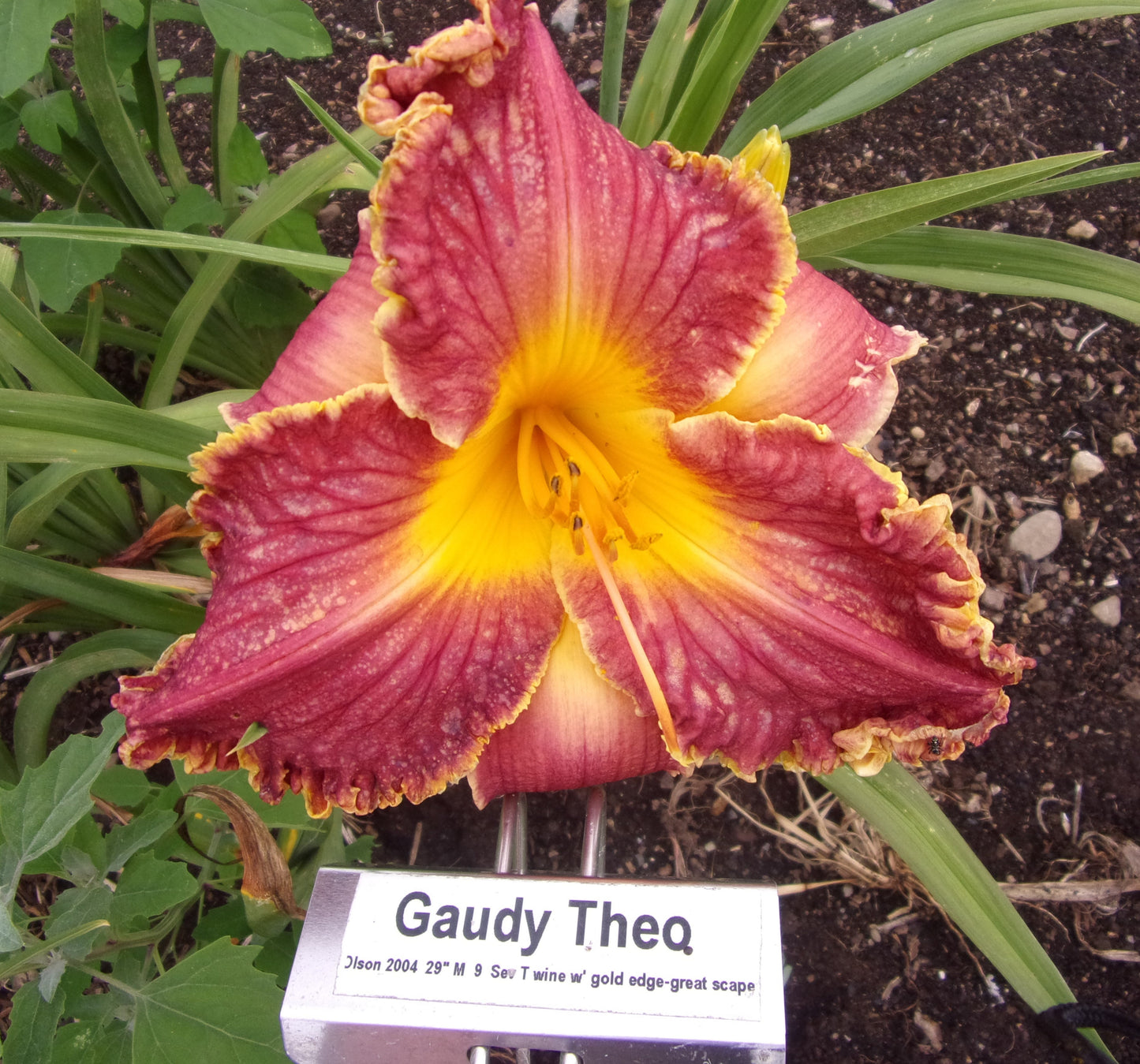 GAUDY THEO