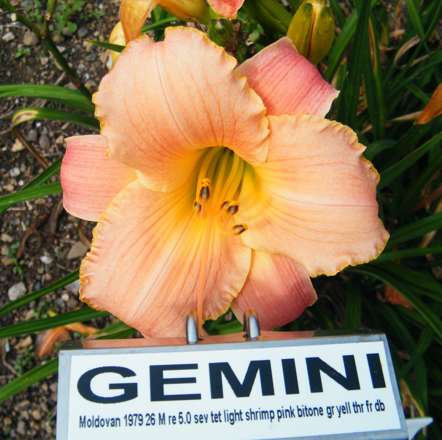 GEMINI