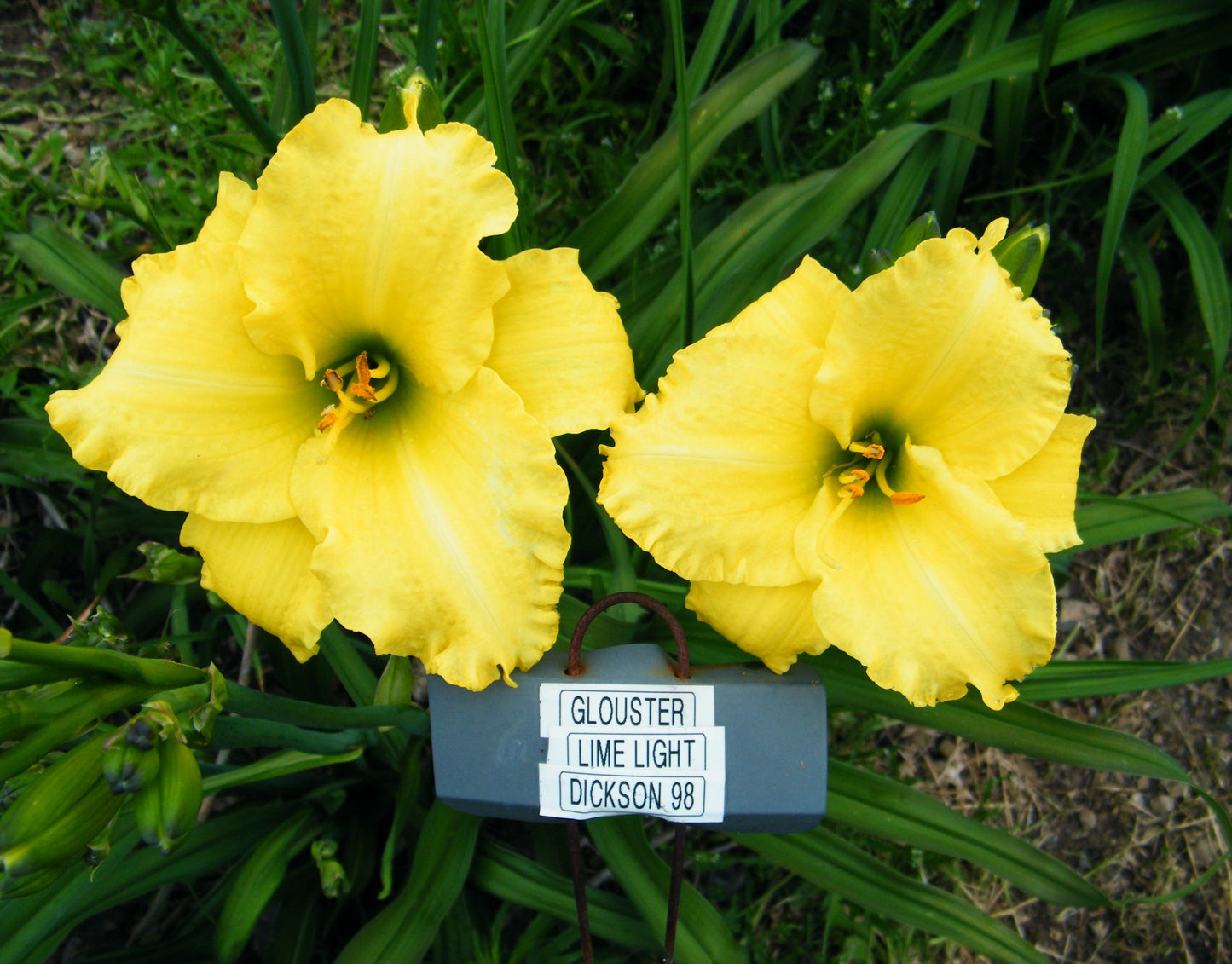 GLOUCESTER LIMELIGHT