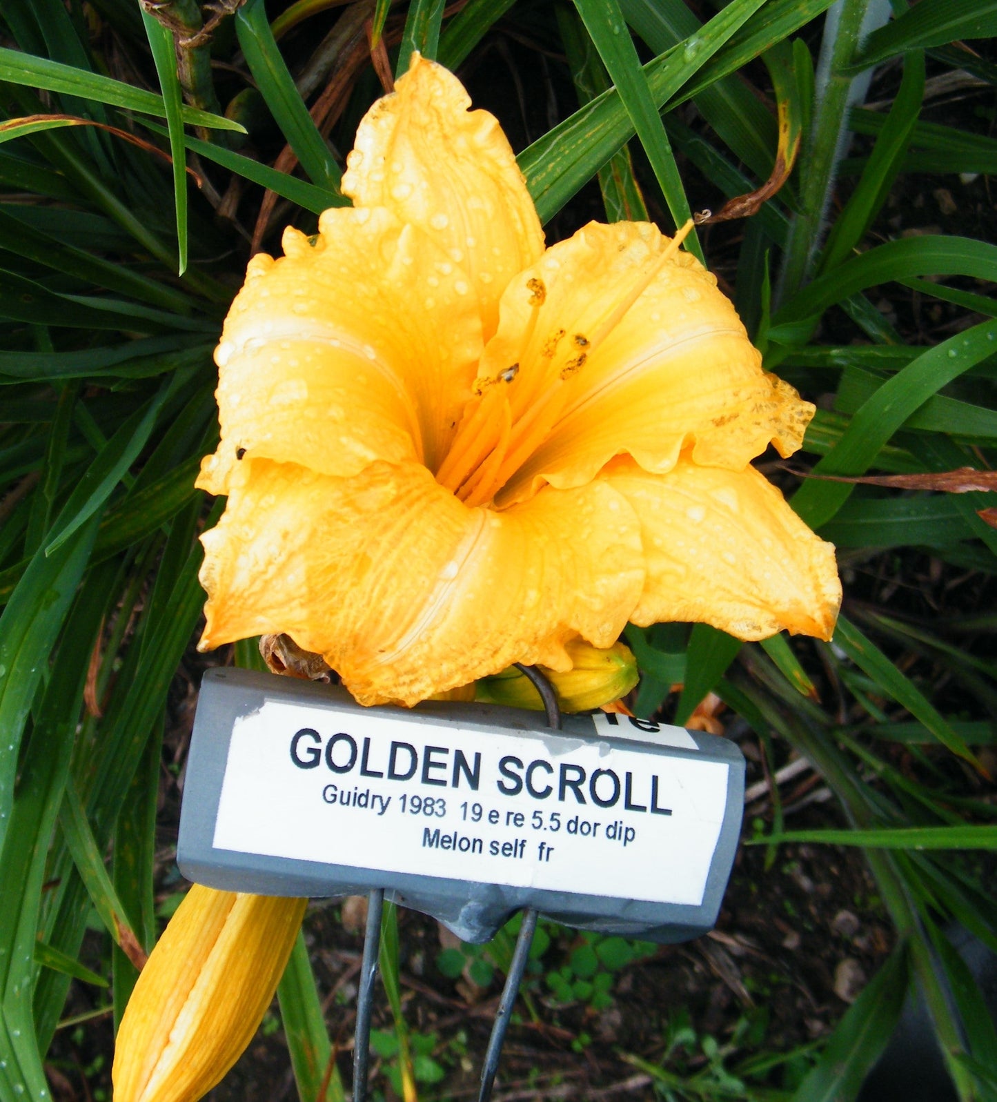 GOLDEN SCROLL