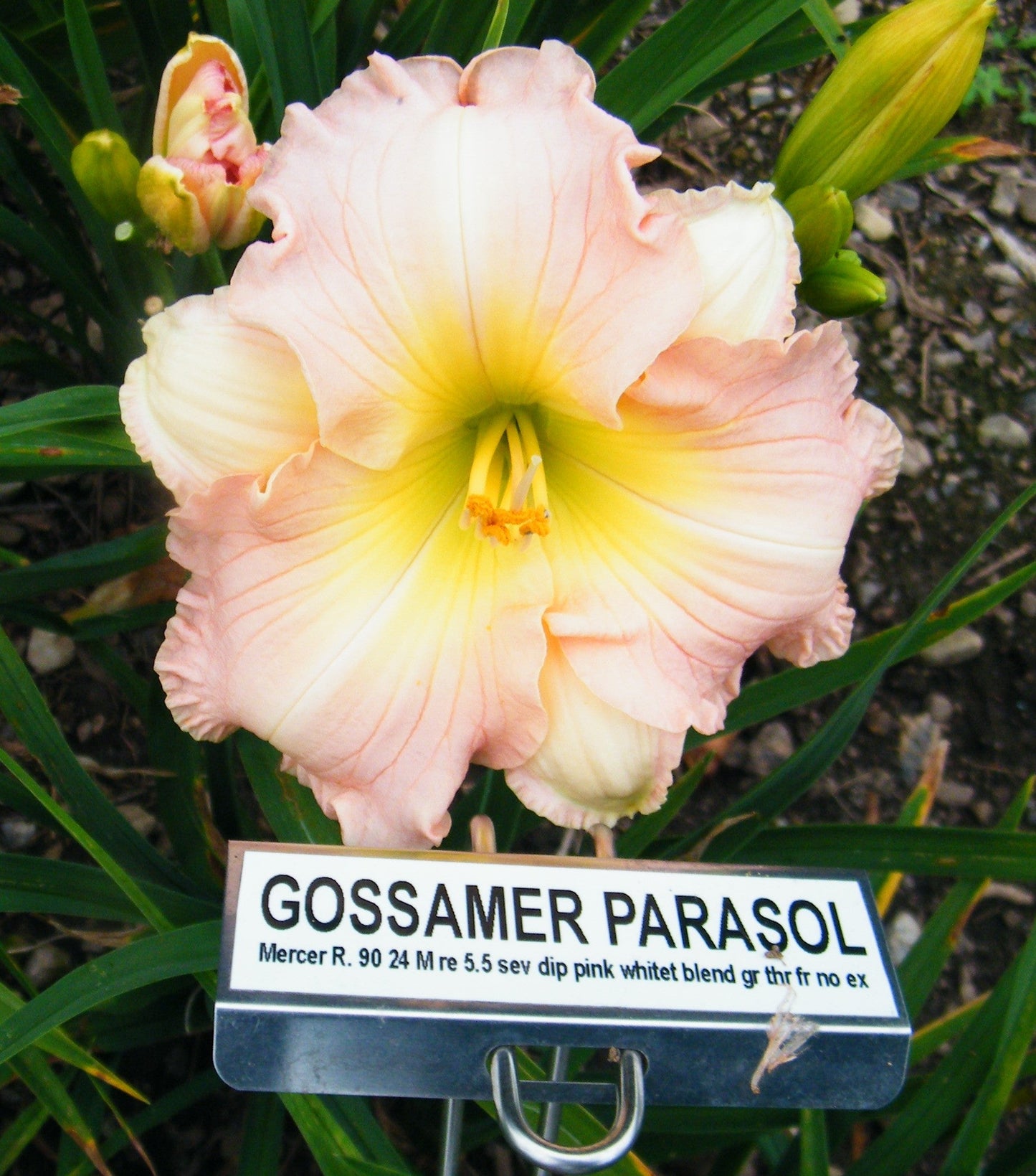 GOSSAMER PARASOL