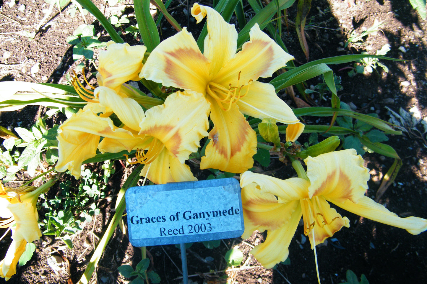 GRACES OF GANYMEDE