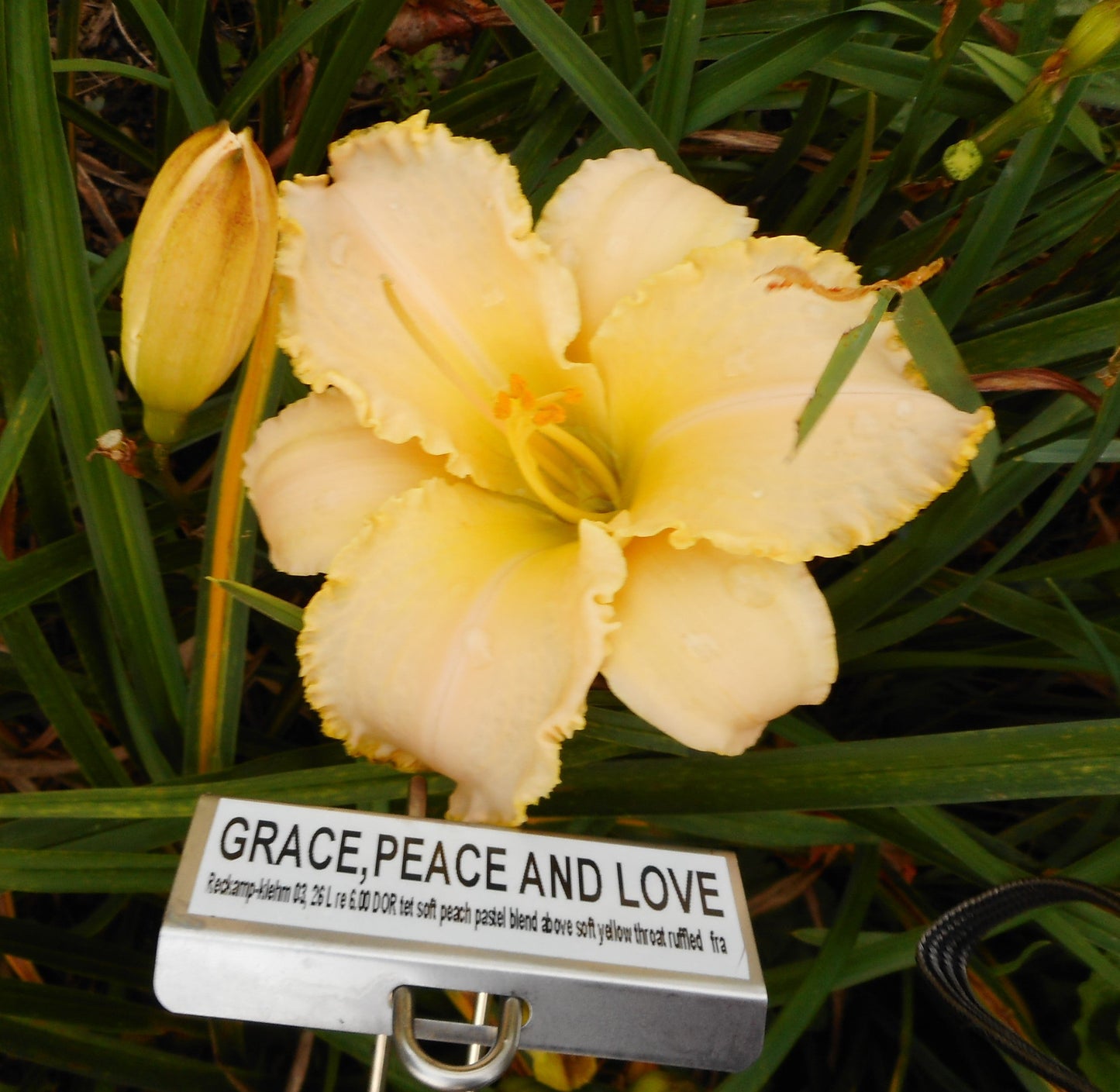 GRACE, PEACE, AND LOVE