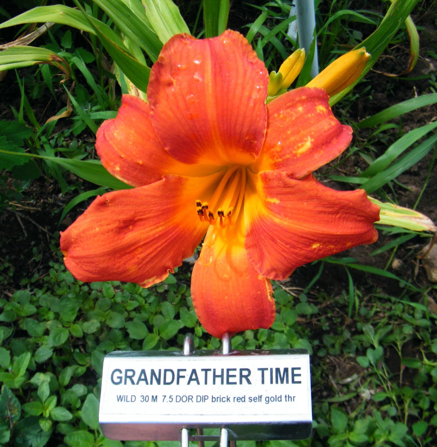 GRANDFATHER TIME