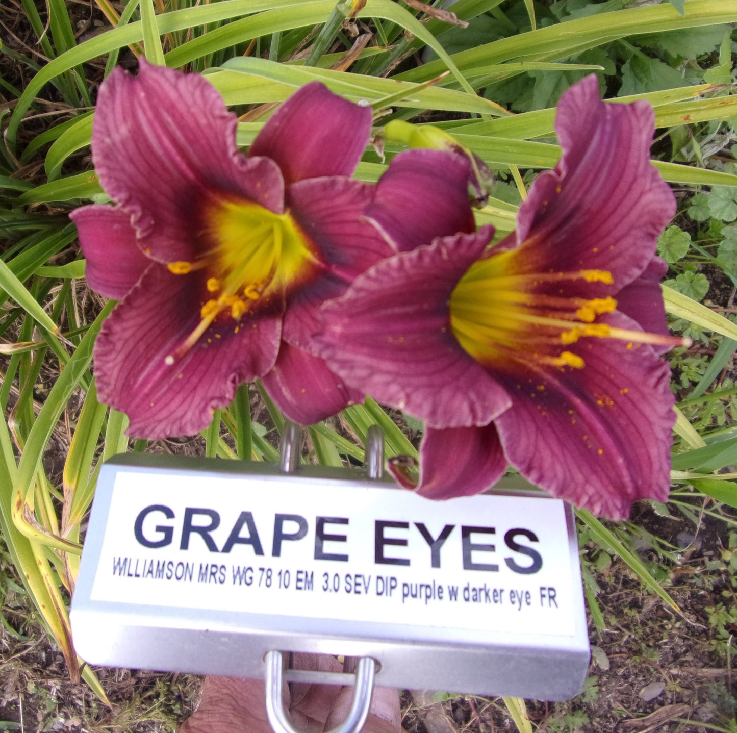 GRAPE EYES