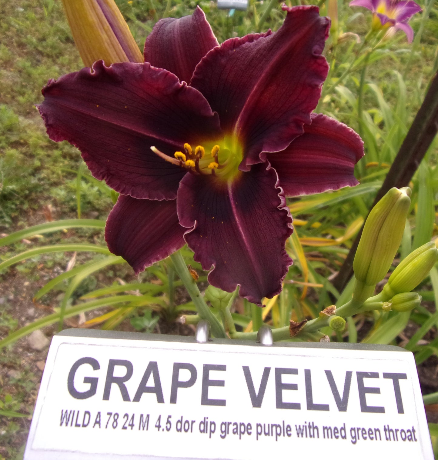 GRAPE VELVET