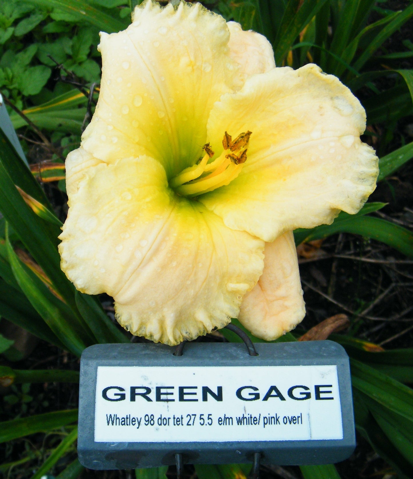 GREEN GAGE