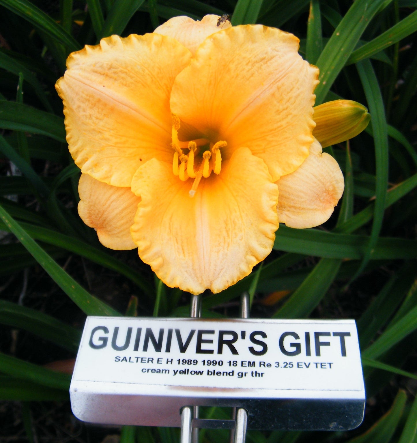 GUINIVER'S GIFT