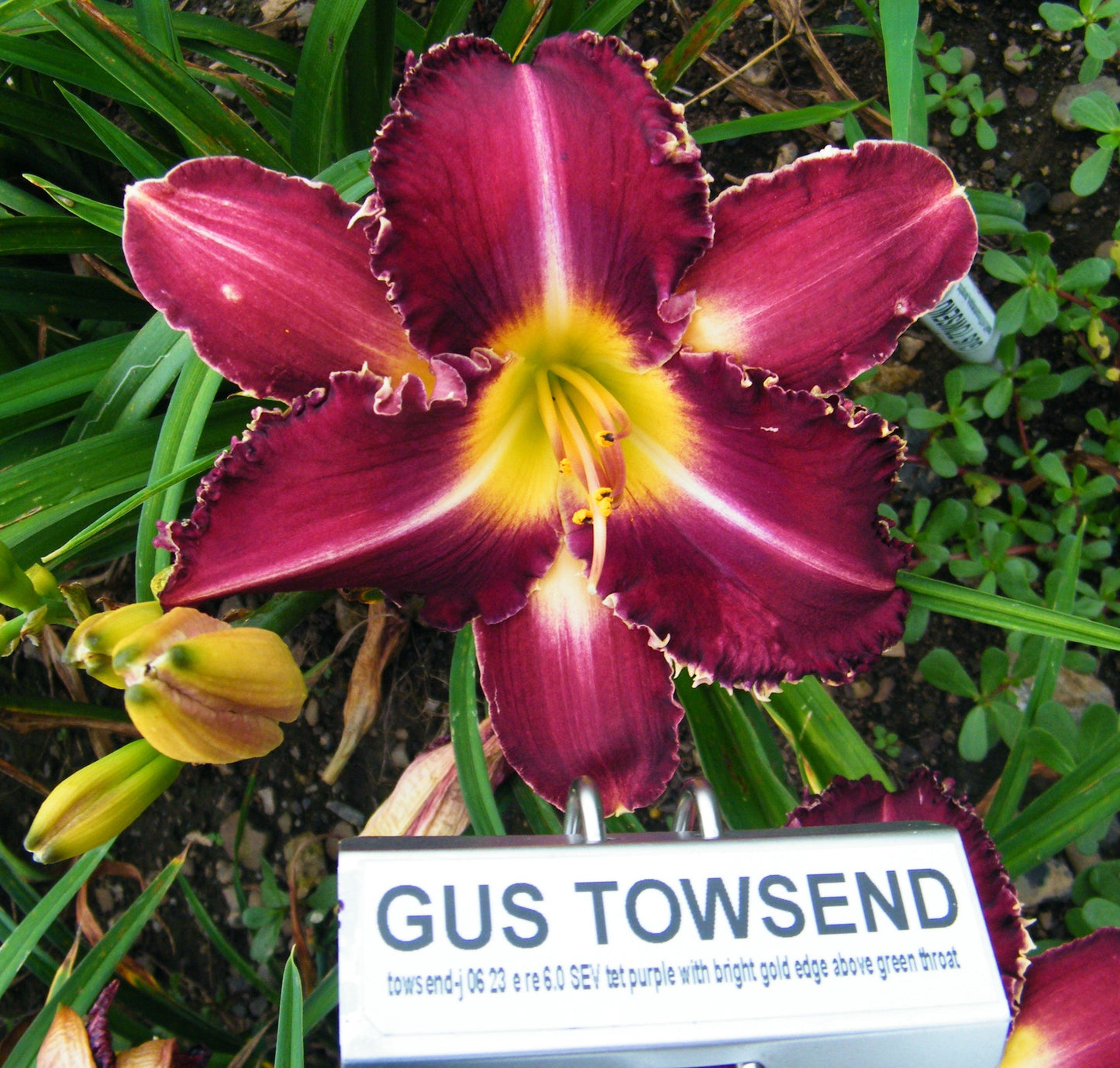 GUS TOWSEND