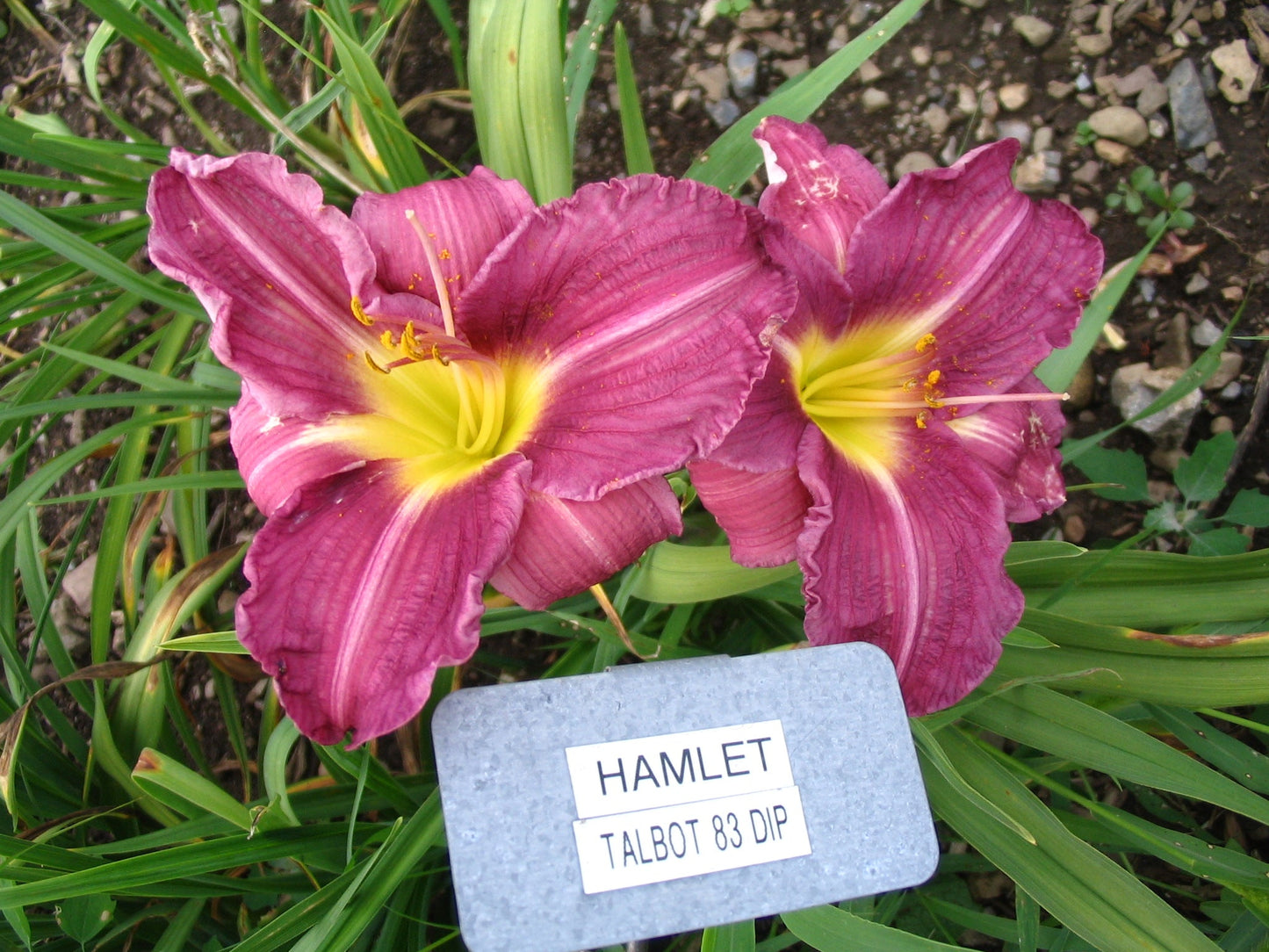 HAMLET