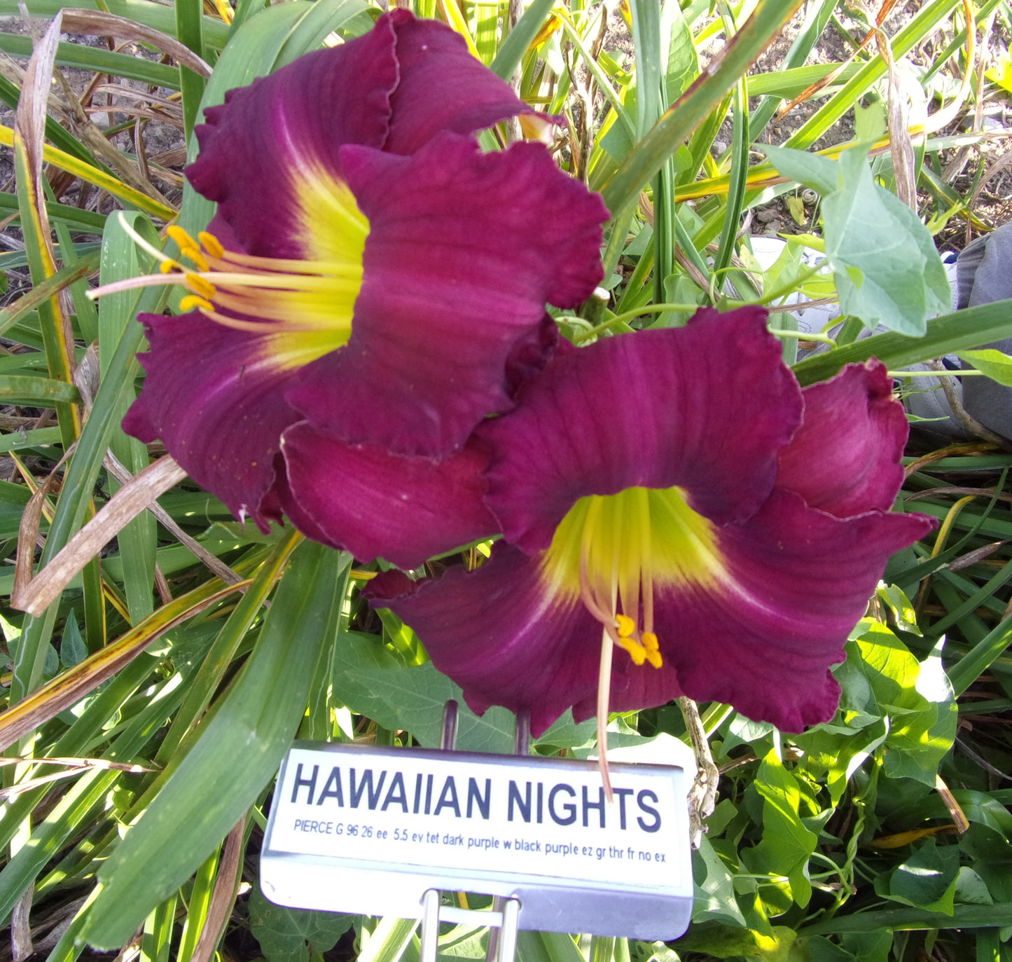 HAWAIIAN NIGHTS