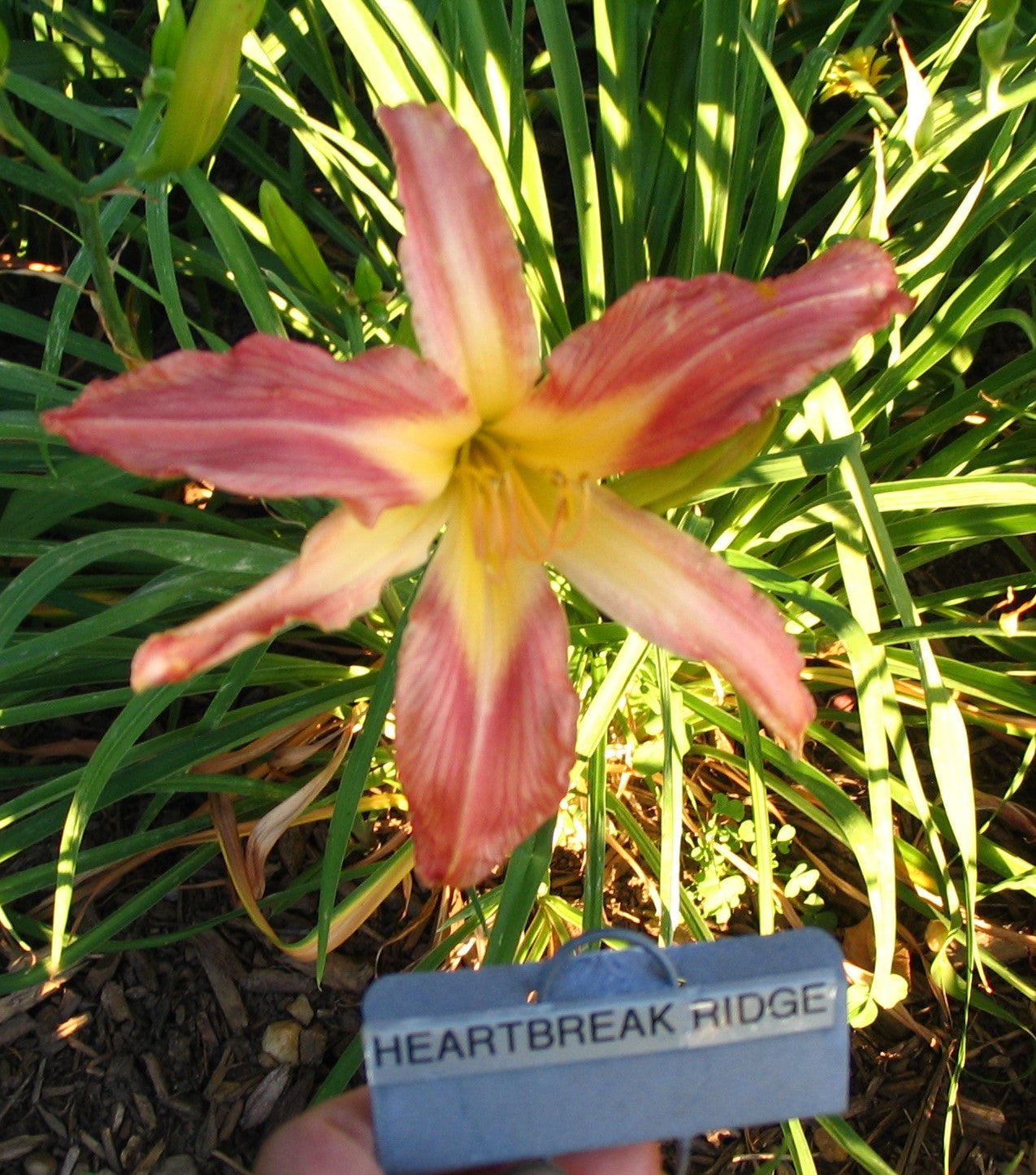 heartbreak-ridge-qb-daylily-gardens