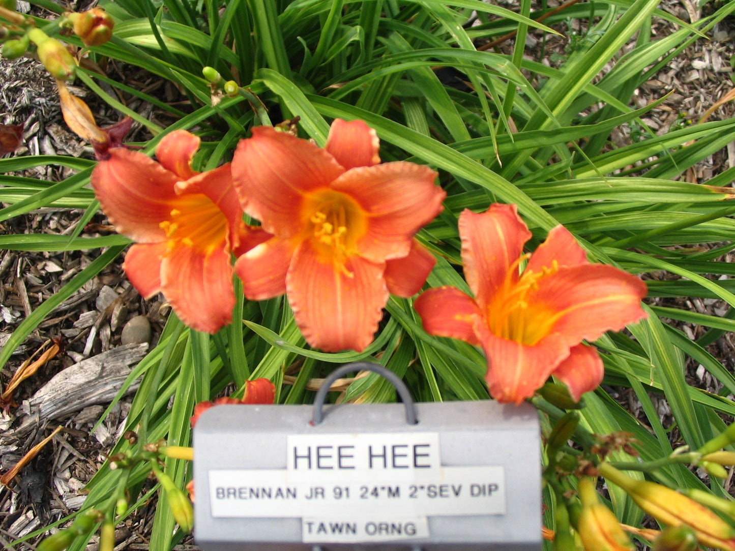 HEE HEE