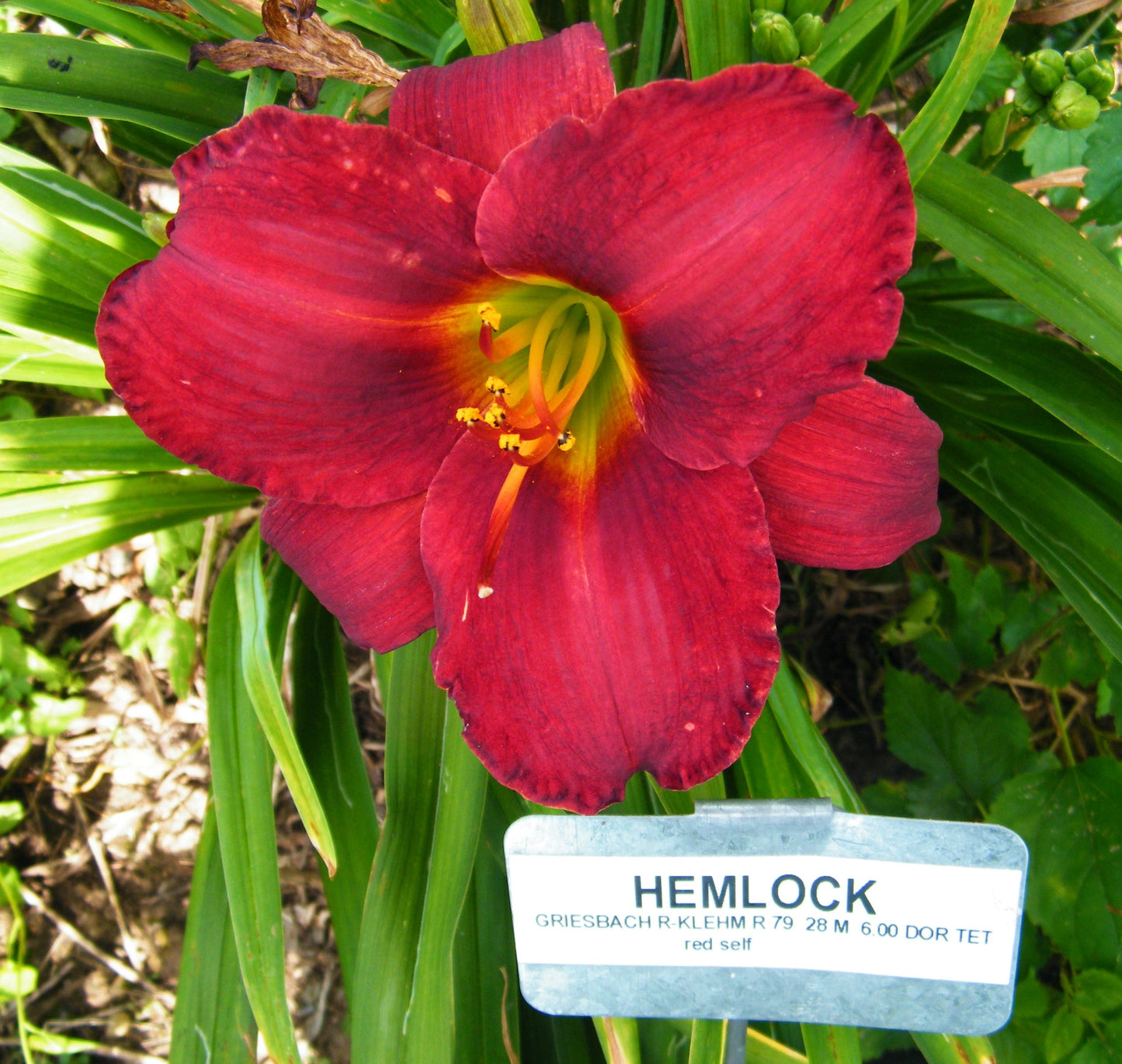 HEMLOCK