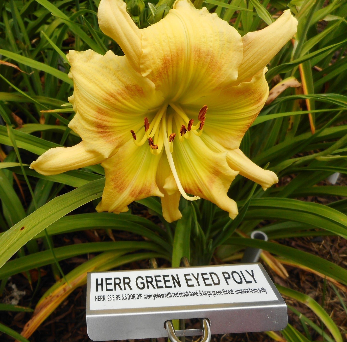 HERR GREEN EYED POLY