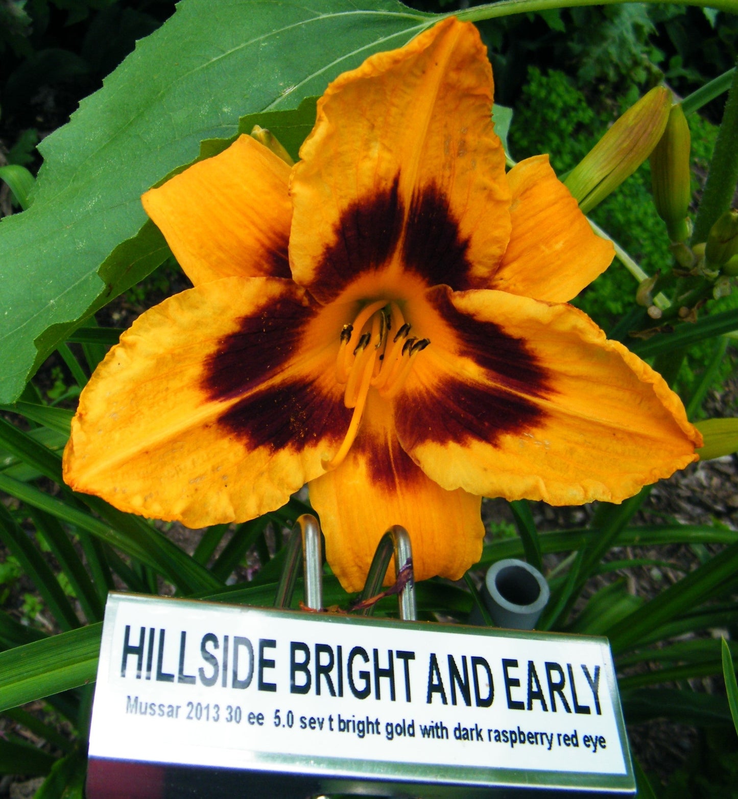 HILLSIDE BRIGHT AND EARLY