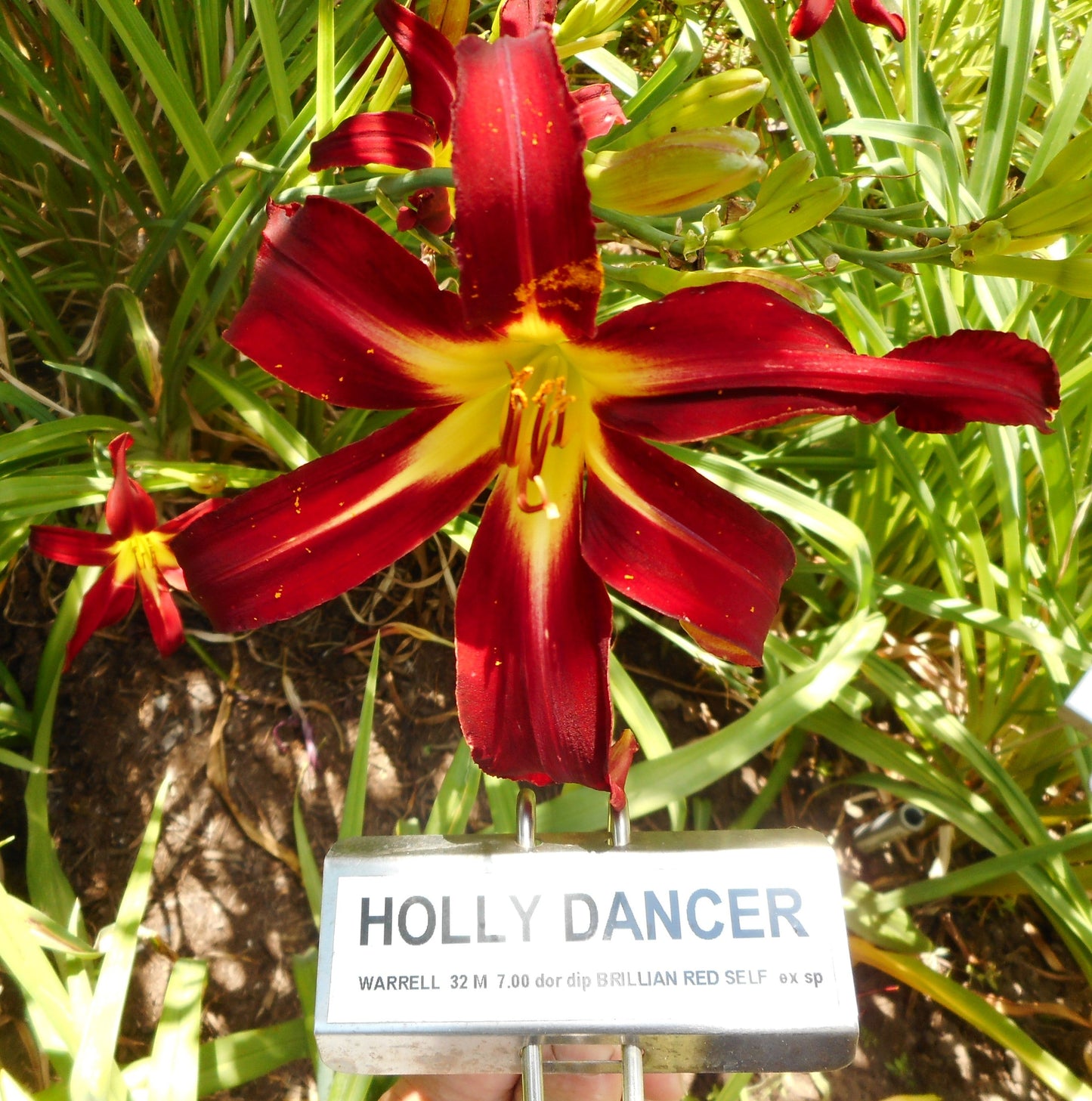HOLLY DANCER