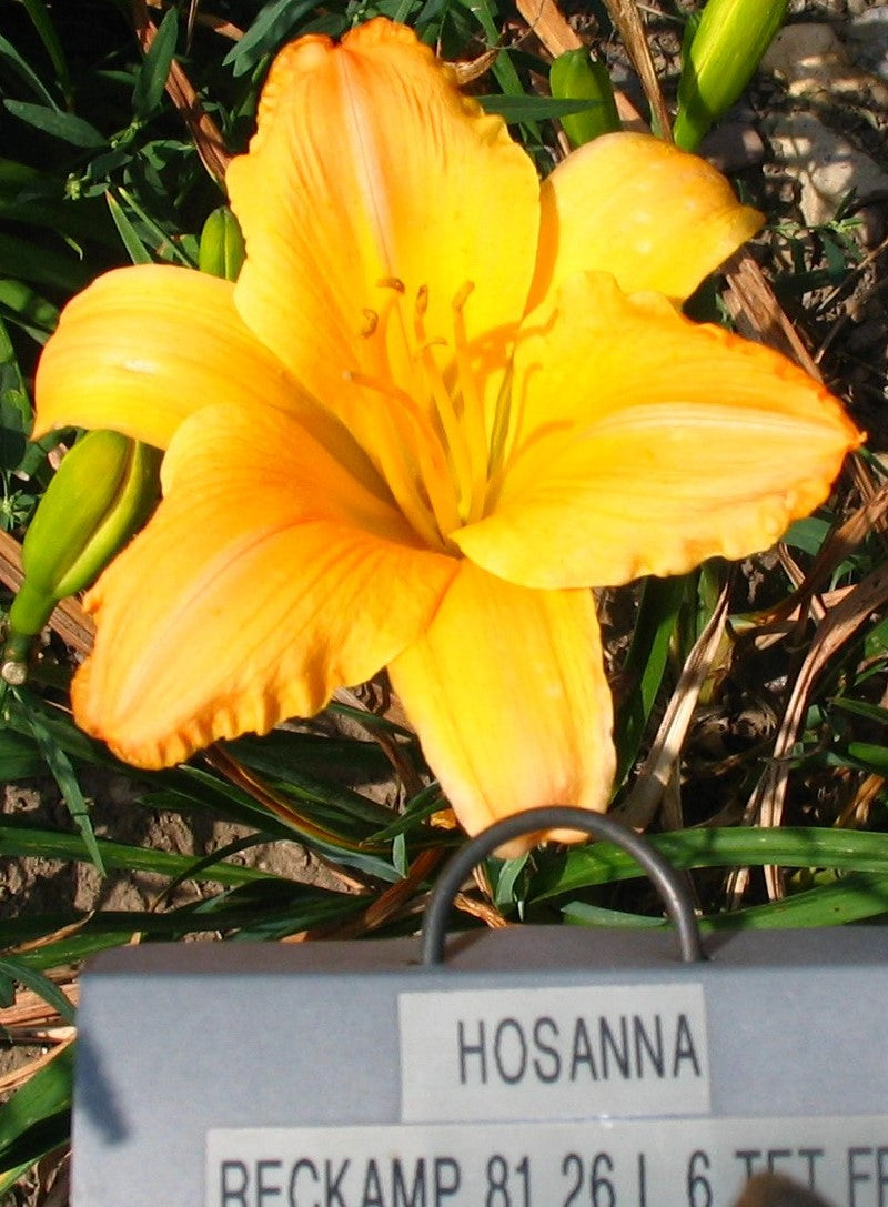 HOSANNA