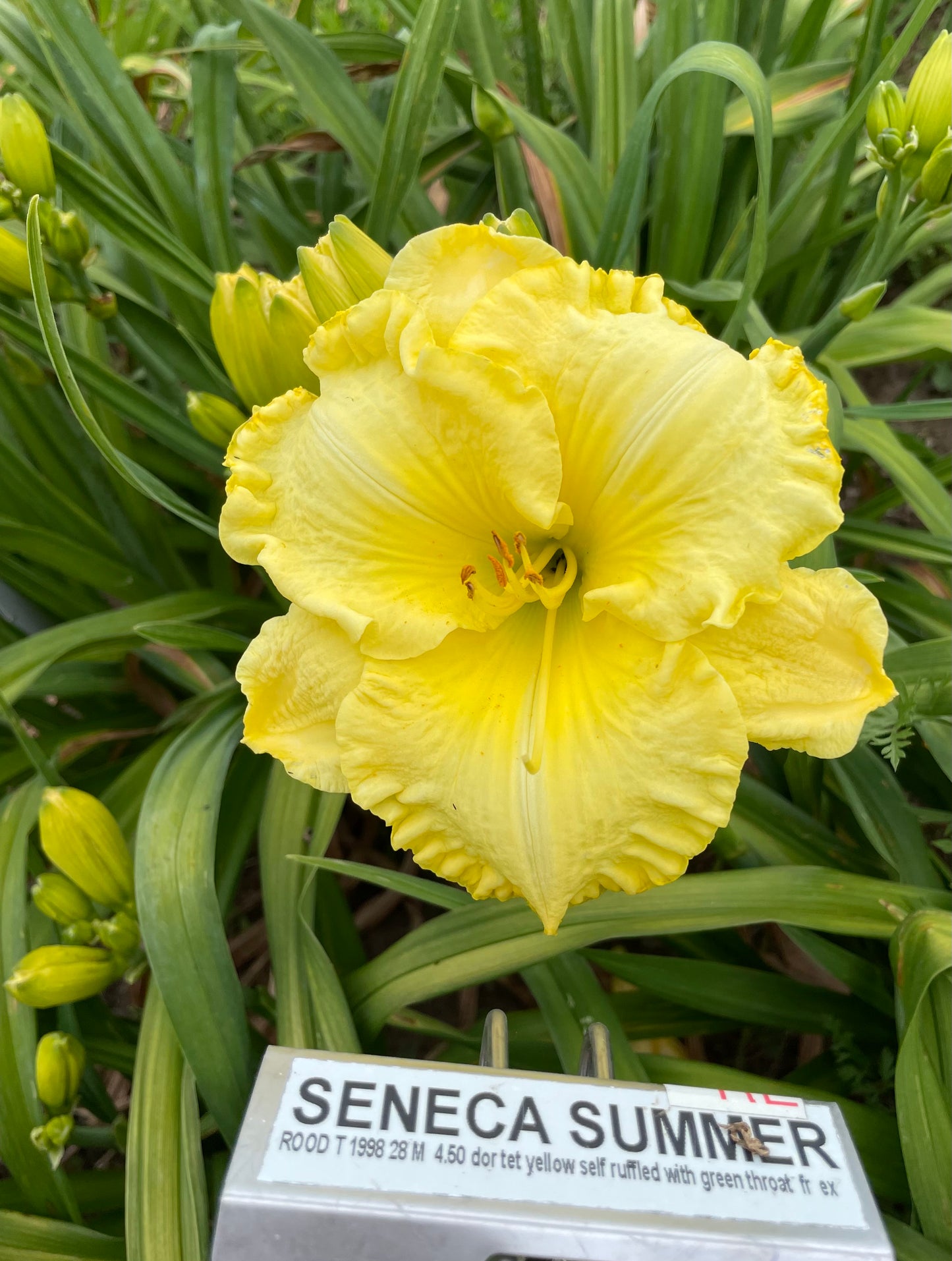 SENECA SUMMER