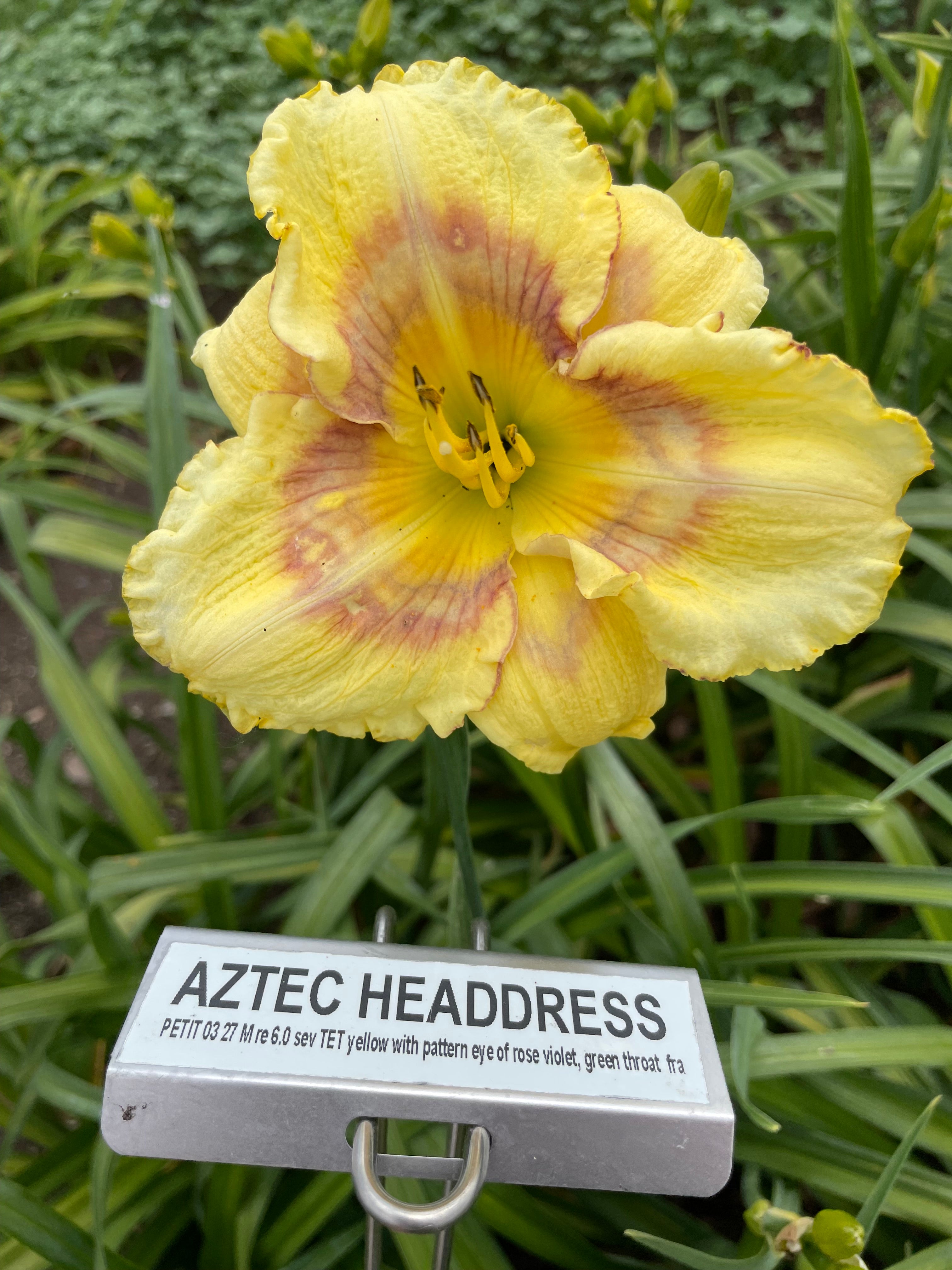 AZTEC HEADDRESS QB Daylily Gardens