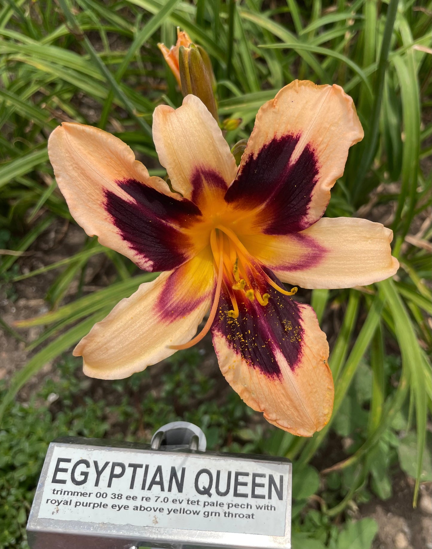EGYPTIAN QUEEN