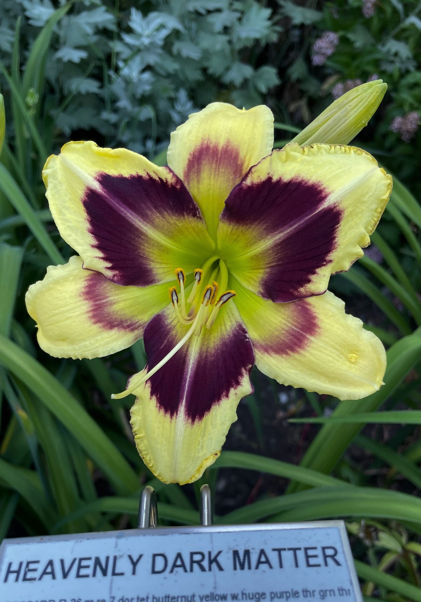 HEAVENLY DARK MATTER