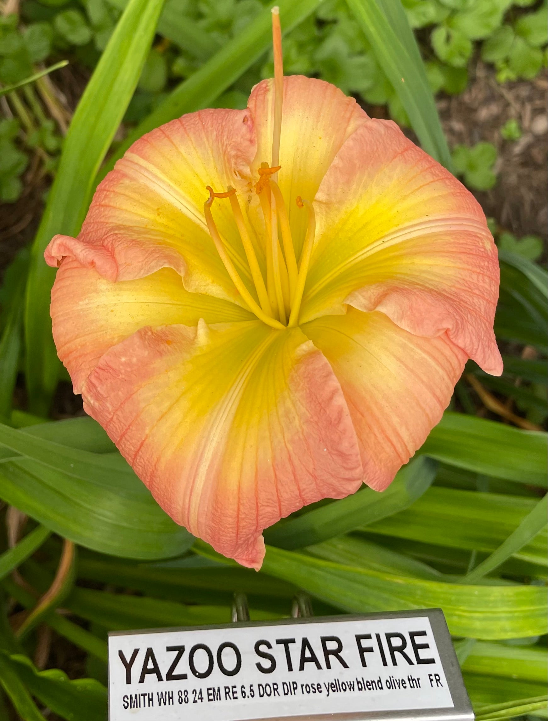 YAZOO STAR FIRE – QB Daylily Gardens