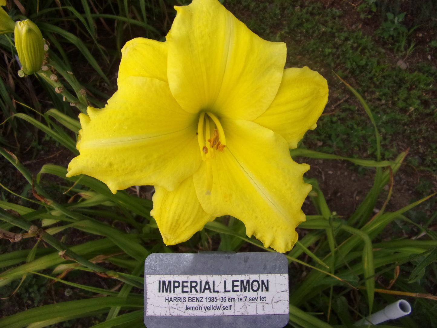 IMPERIAL LEMON