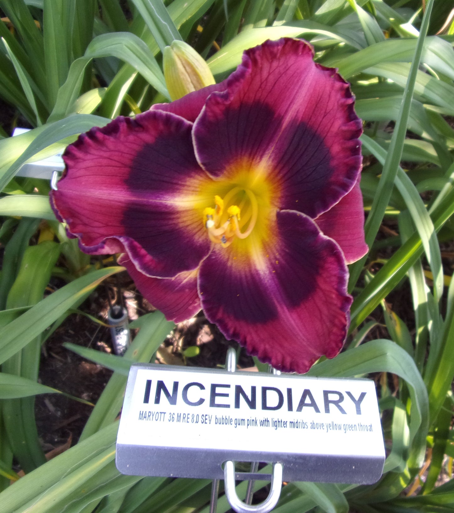 INCENDIARY