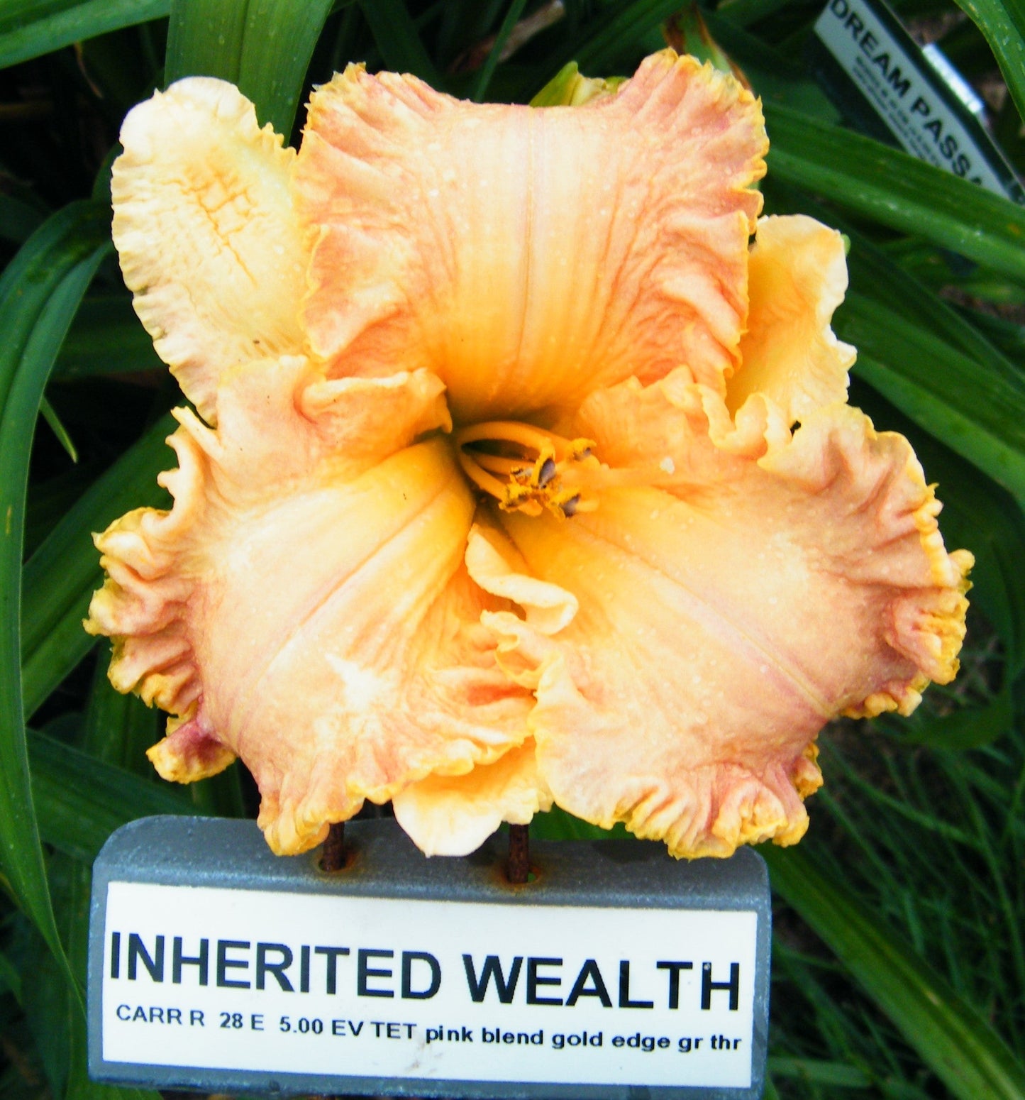 INHERITED WEALTH