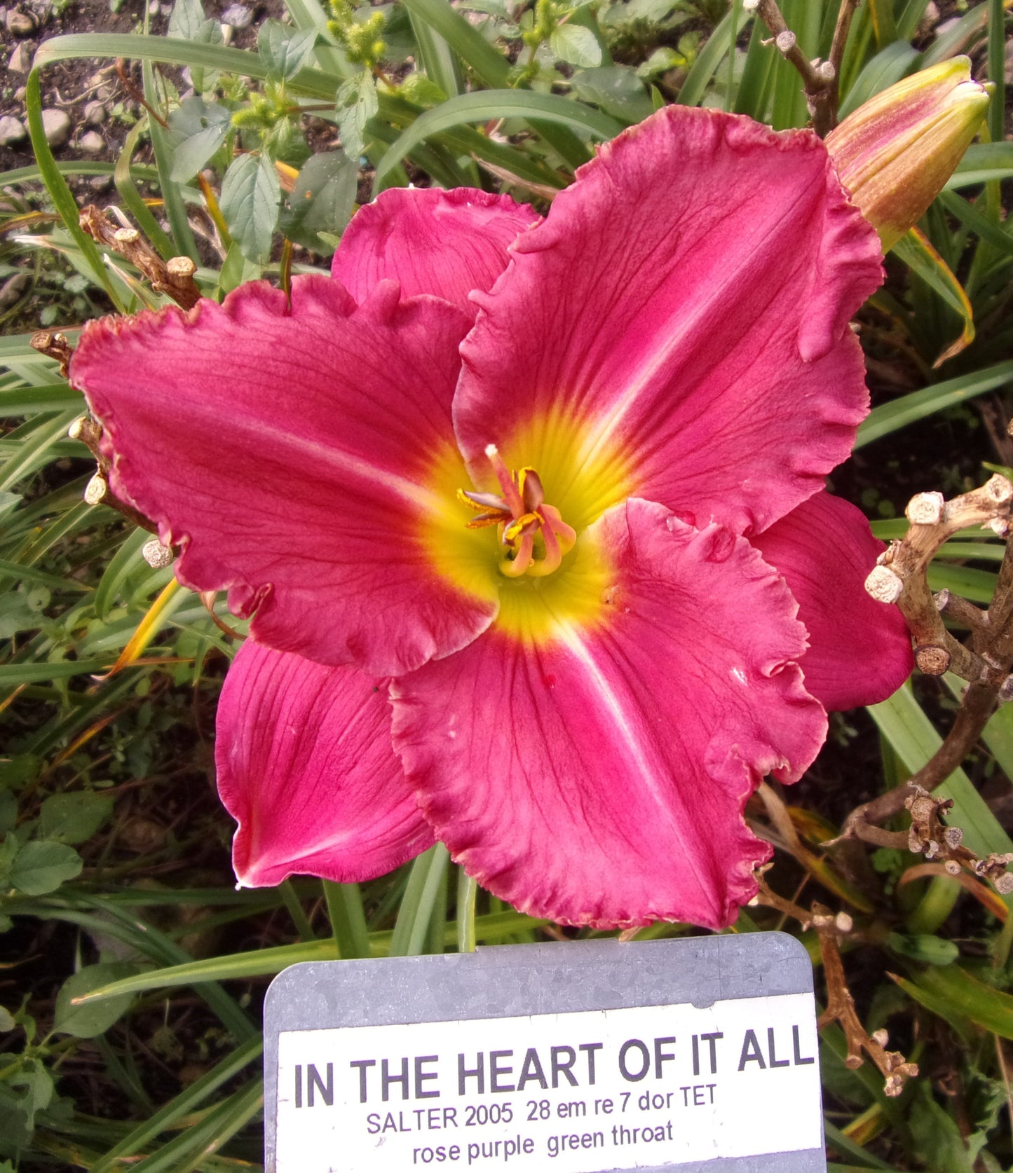 IN THE HEART OF IT ALL