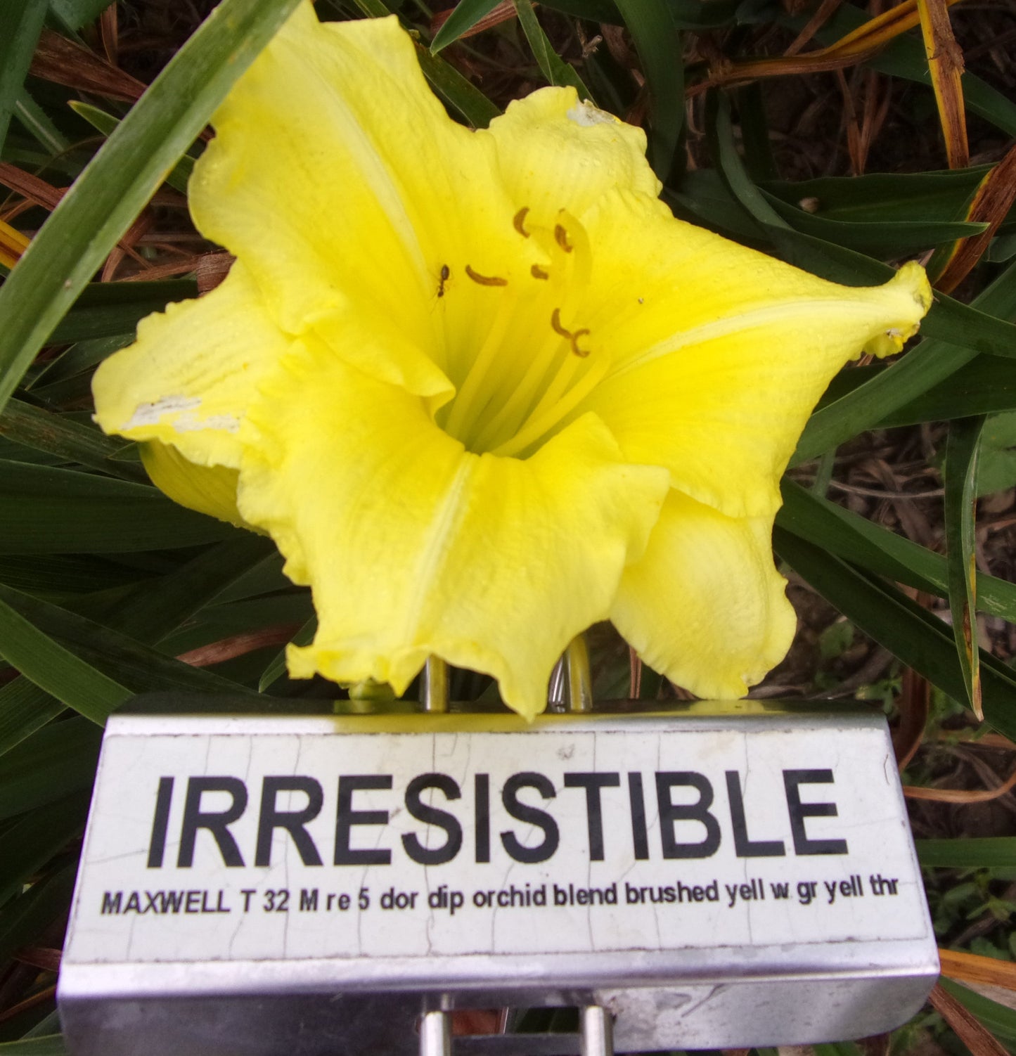 IRRESISTIBLE
