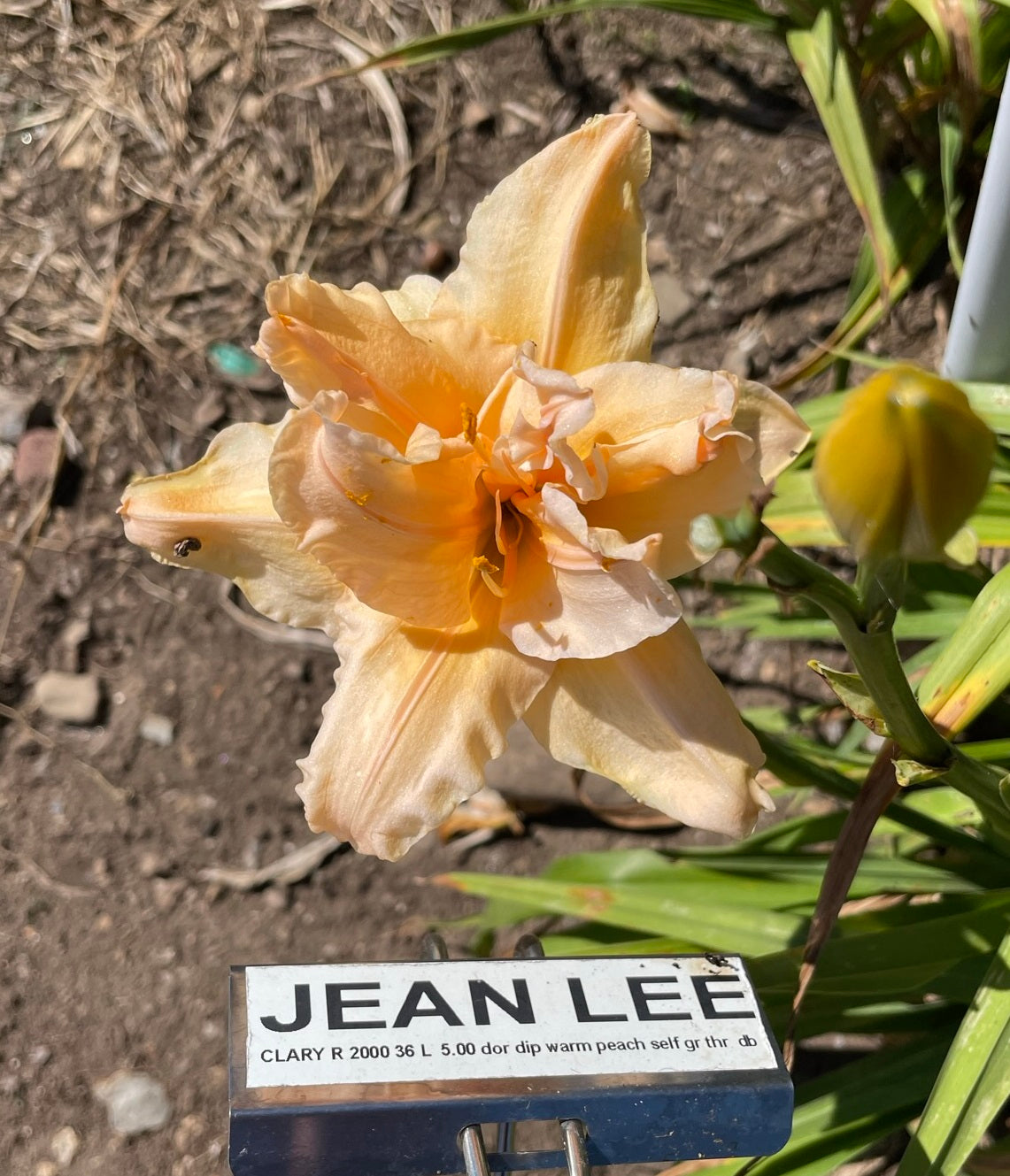 JEAN LEE