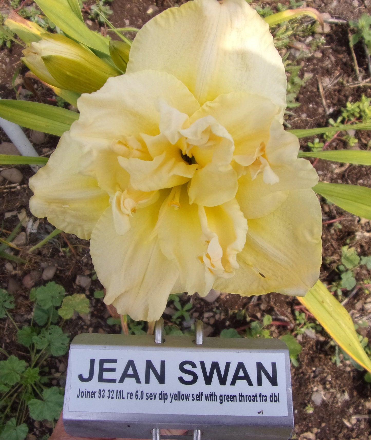 JEAN SWAN