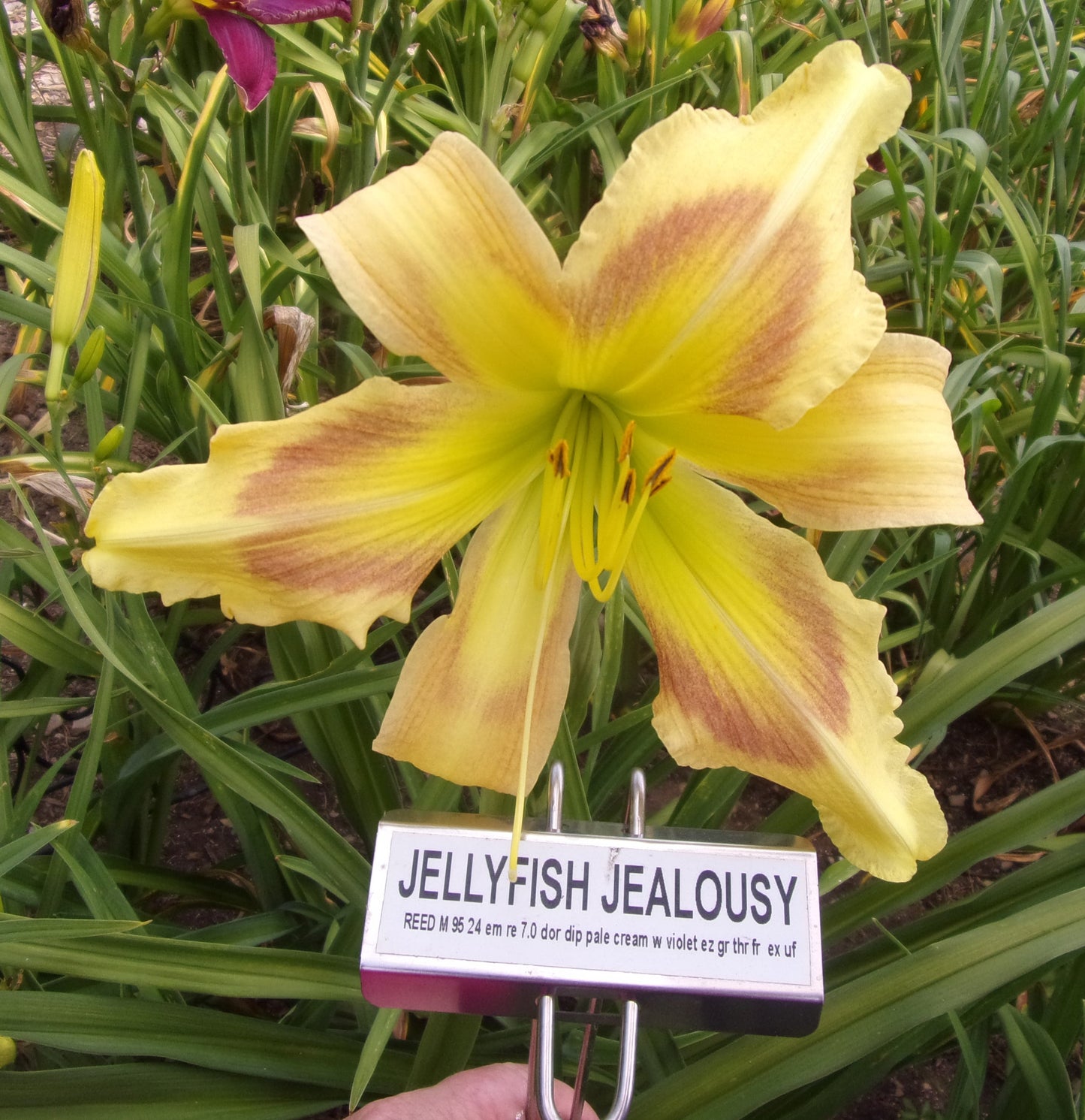 JELLYFISH JEALOUSY