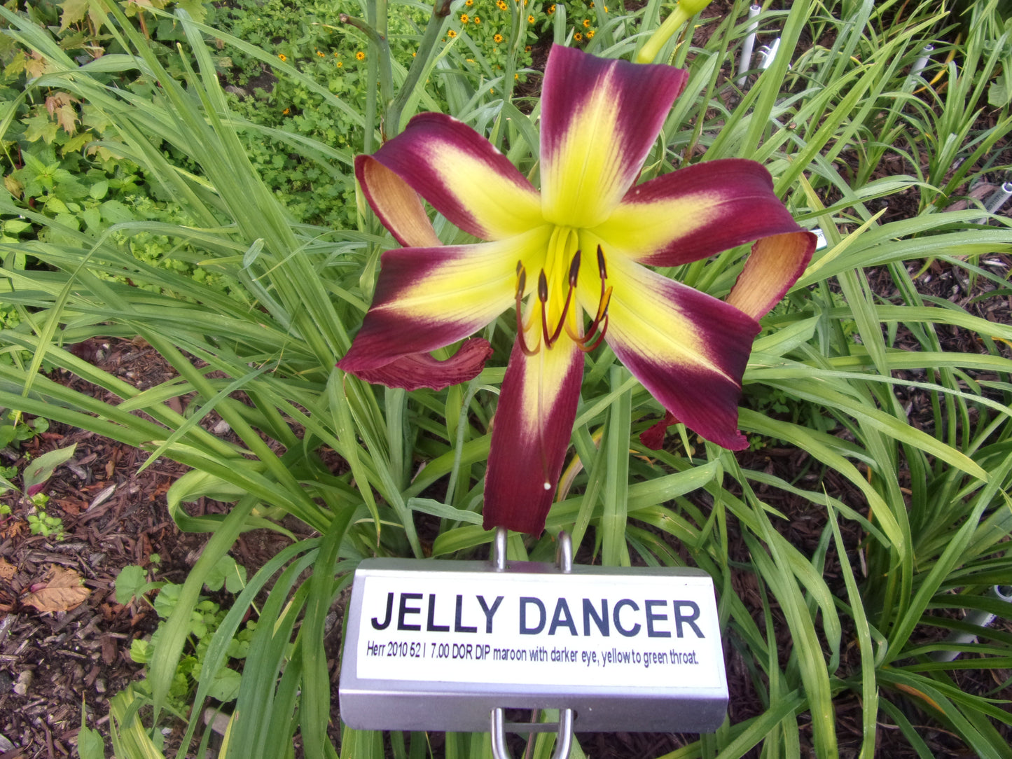 JELLY DANCER