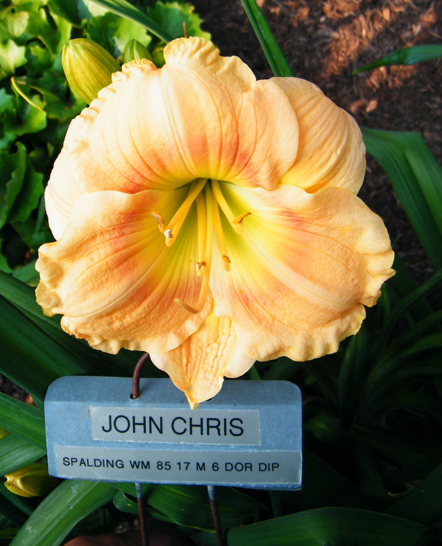 JOHN CHRIS