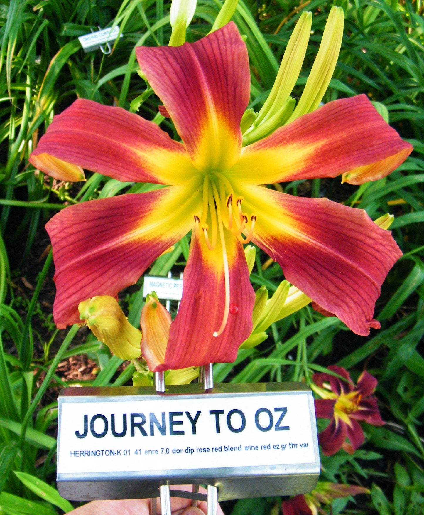 JOURNEY TO OZ