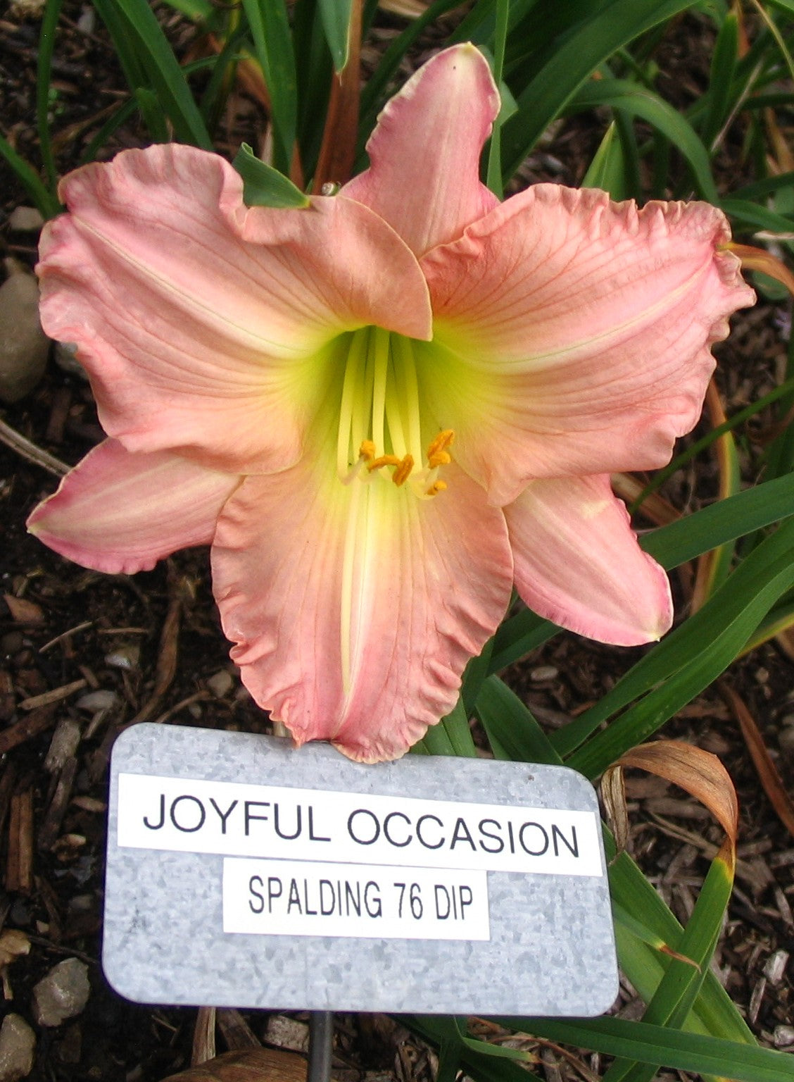 JOYFUL OCCASION