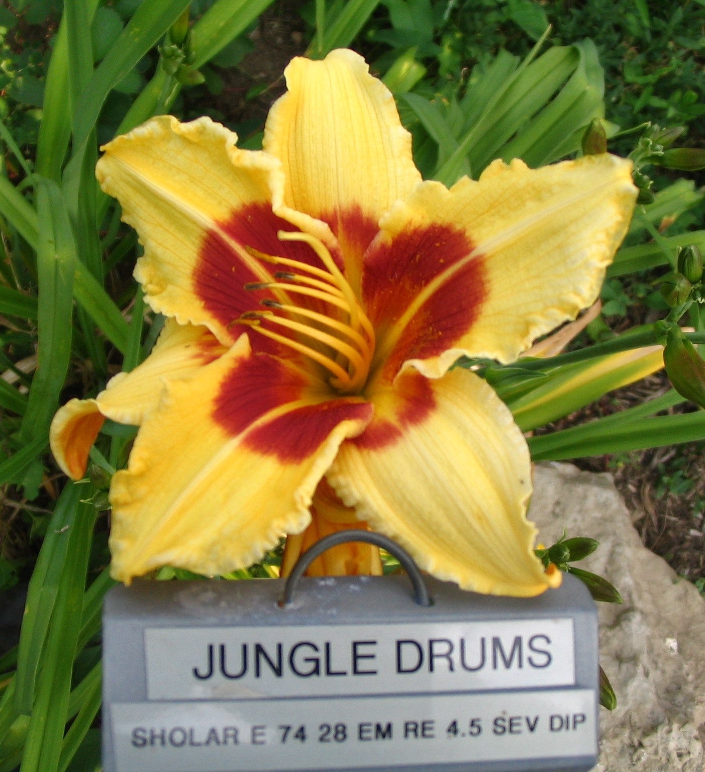 JUNGLE DRUMS
