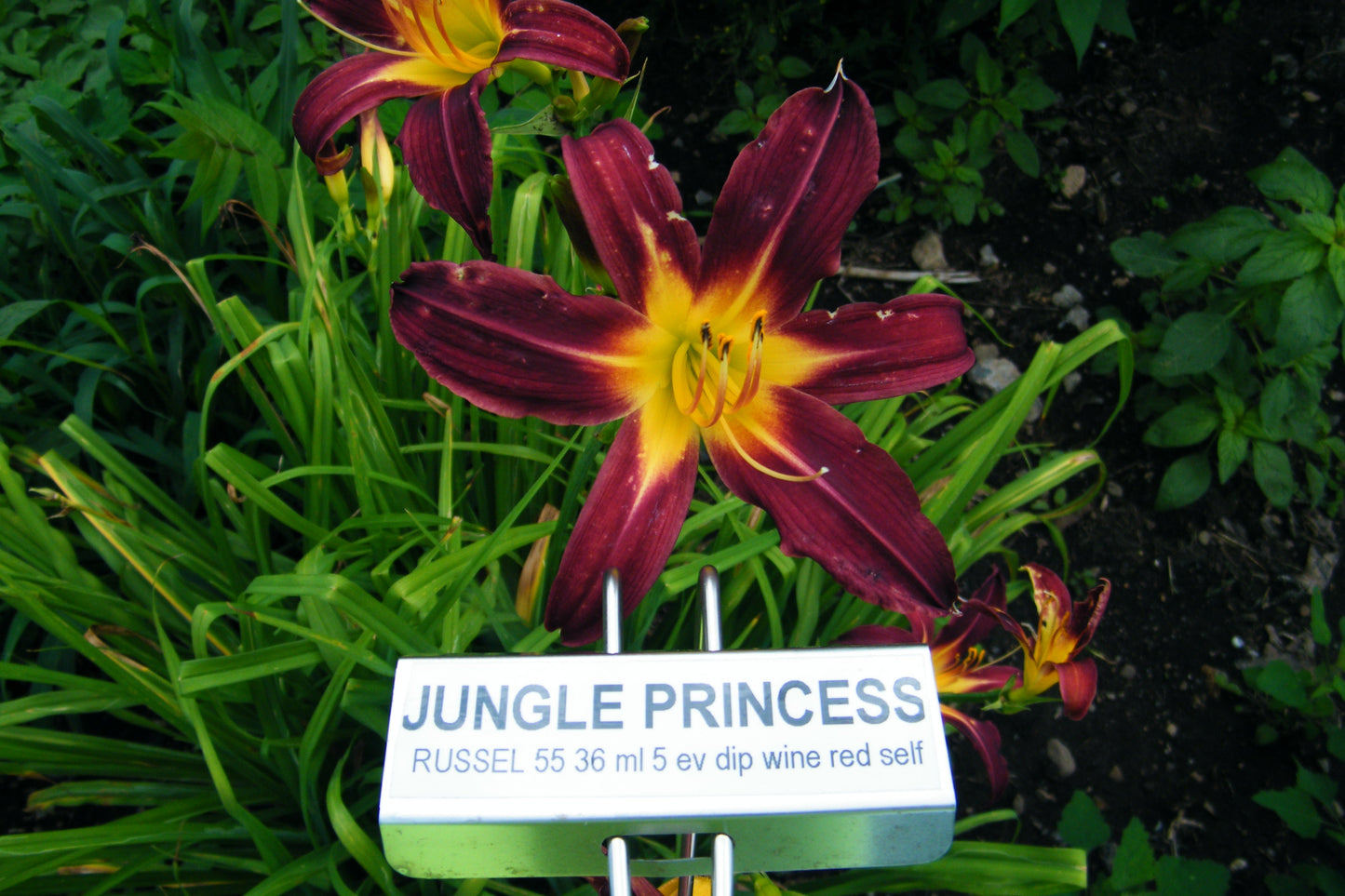 JUNGLE PRINCESS