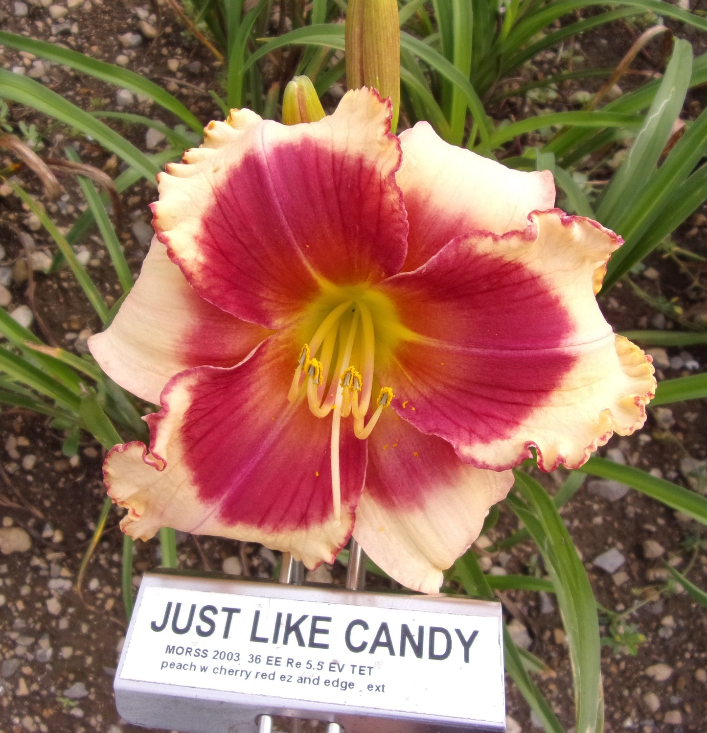 JUST LIKE CANDY