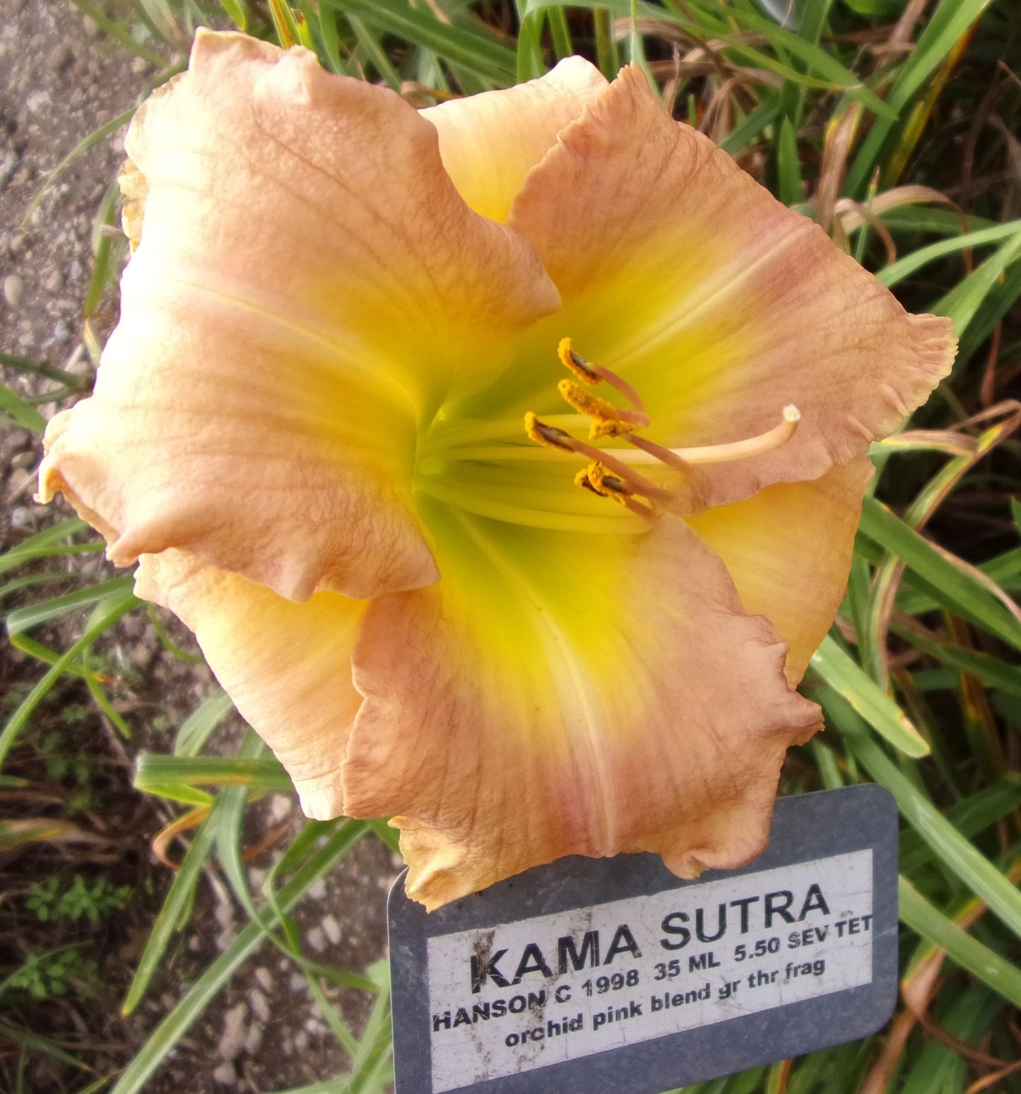 KAMA SUTRA