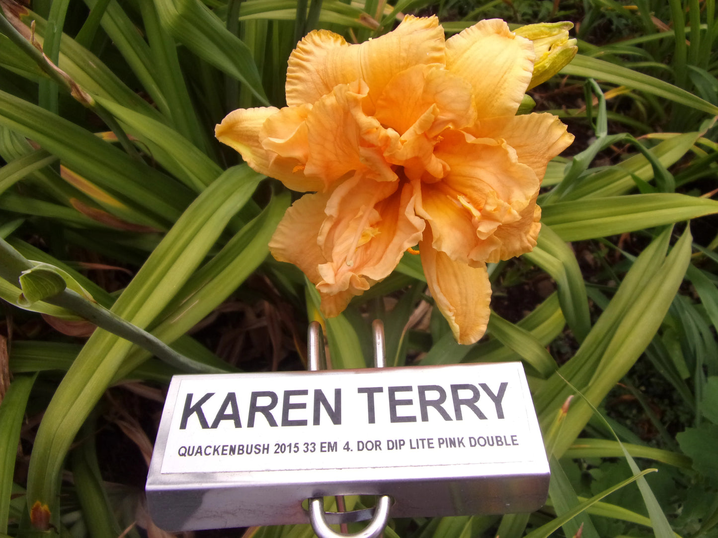 KAREN TERRY