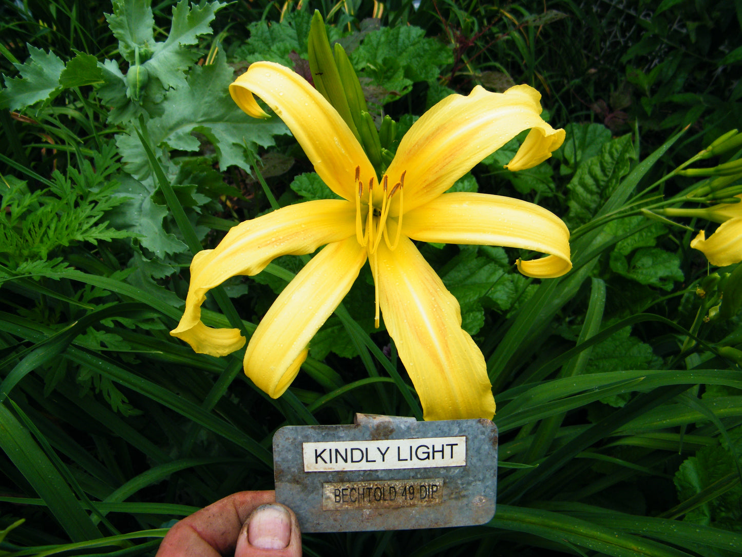 KINDLY LIGHT