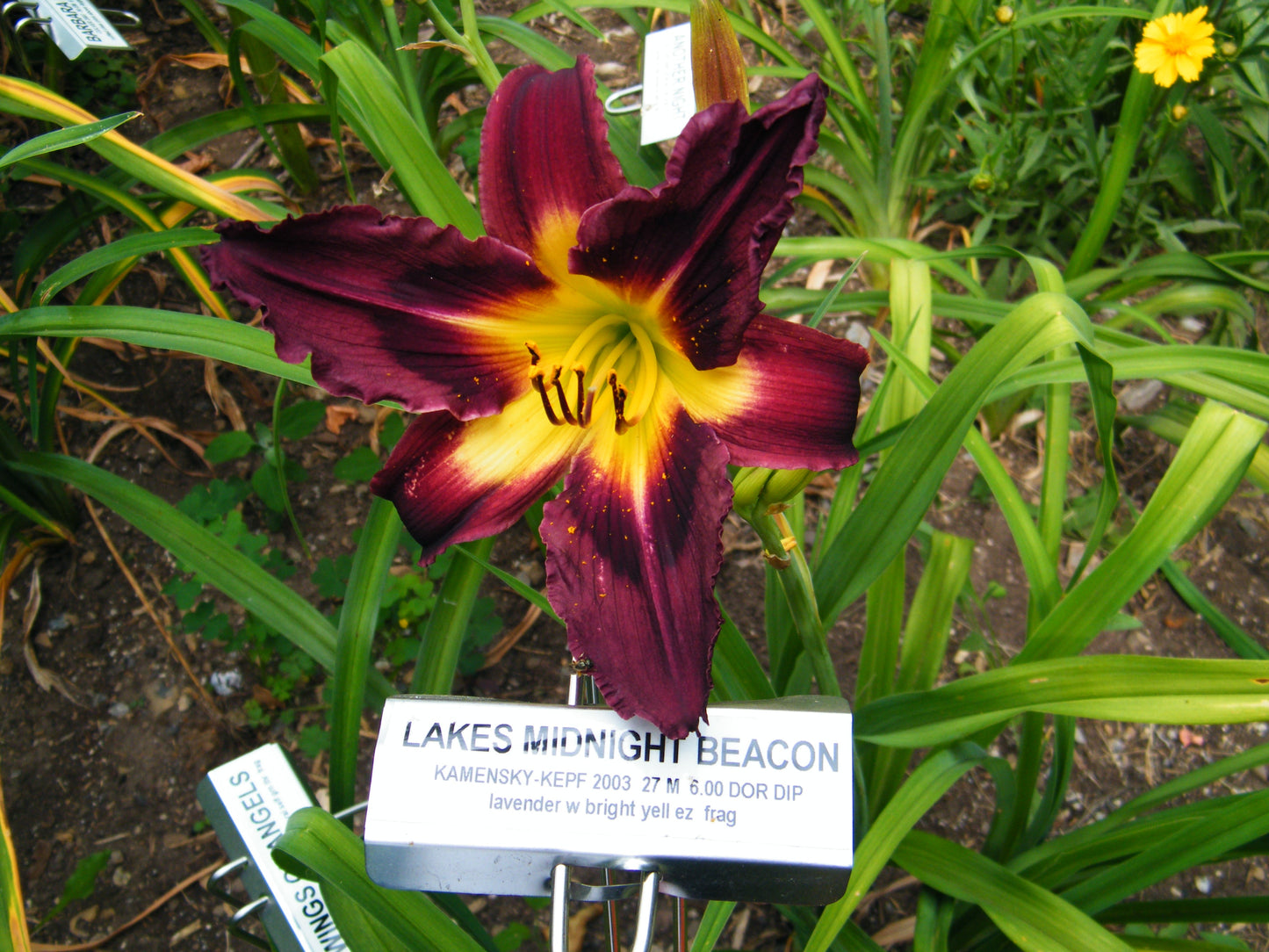 LAKES MIDNIGHT BEACON