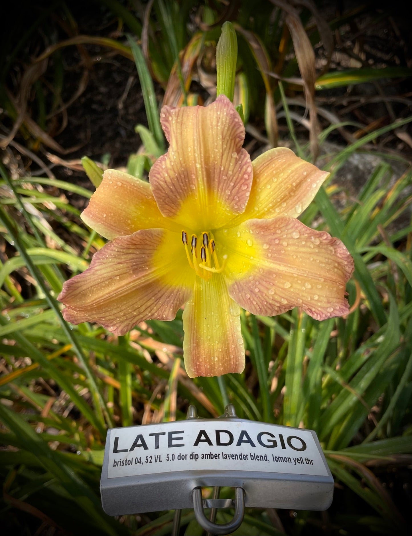 LATE ADAGIO