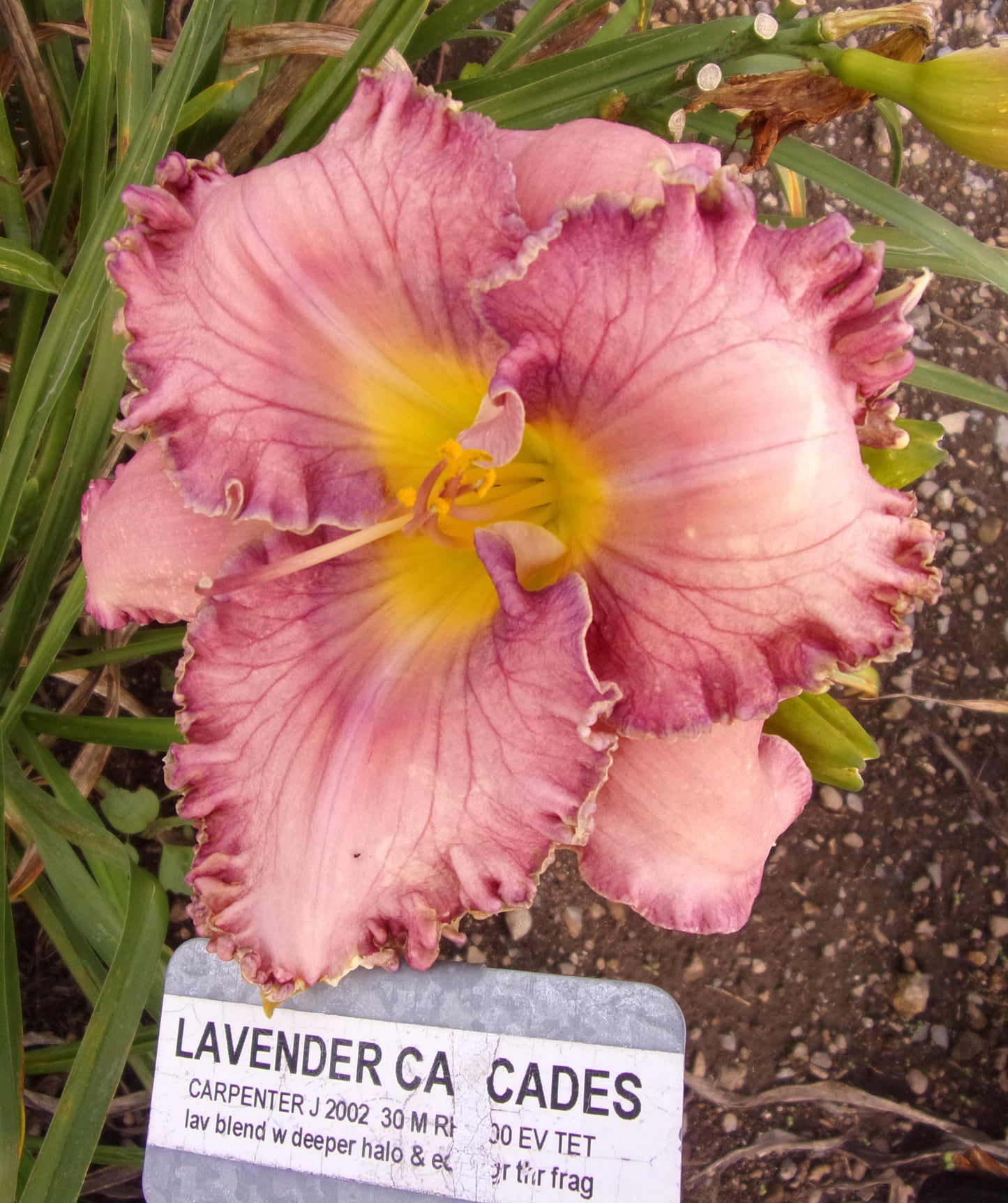 LAVENDER CASCADES